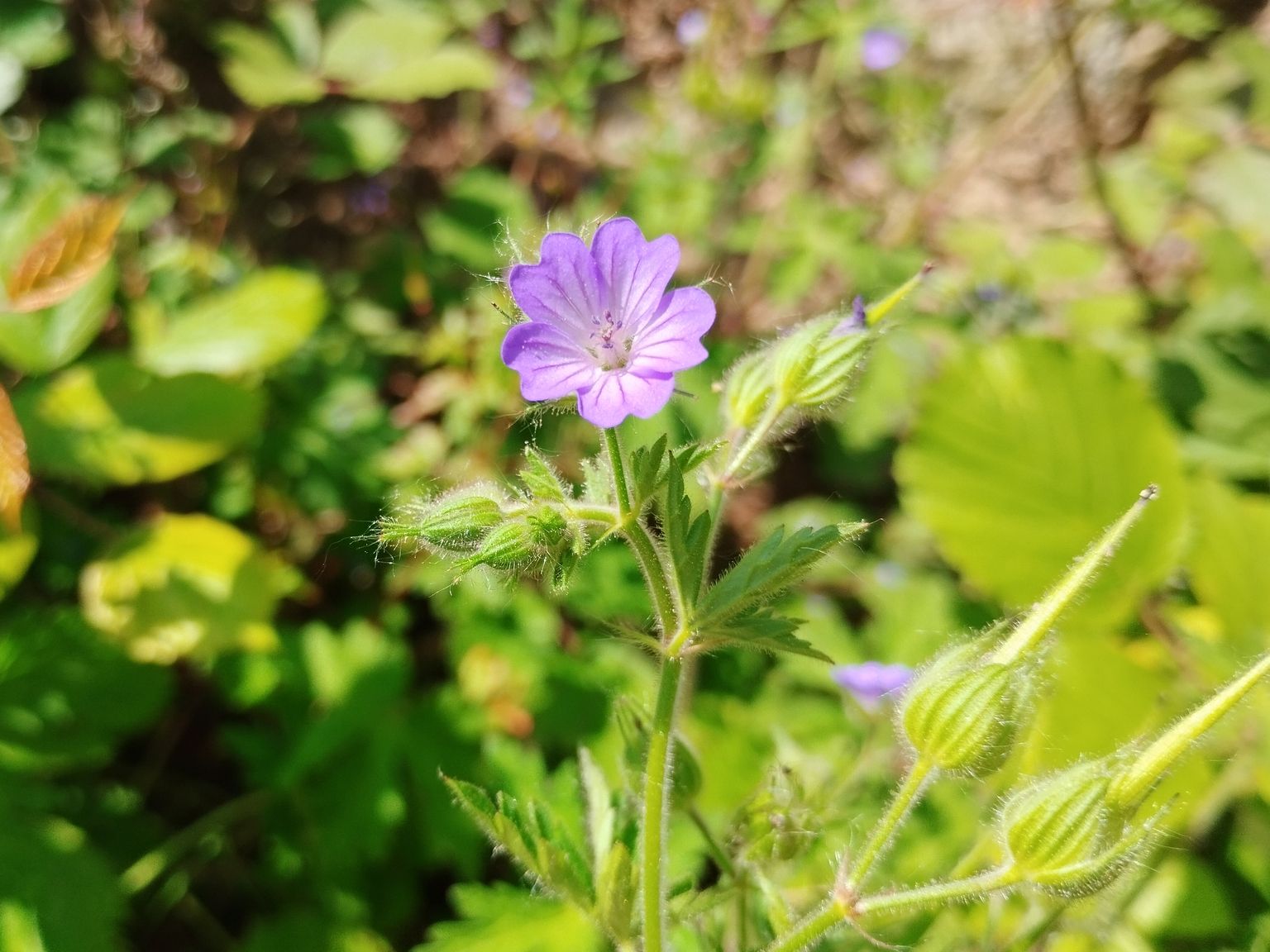 Geranium lanuginosum