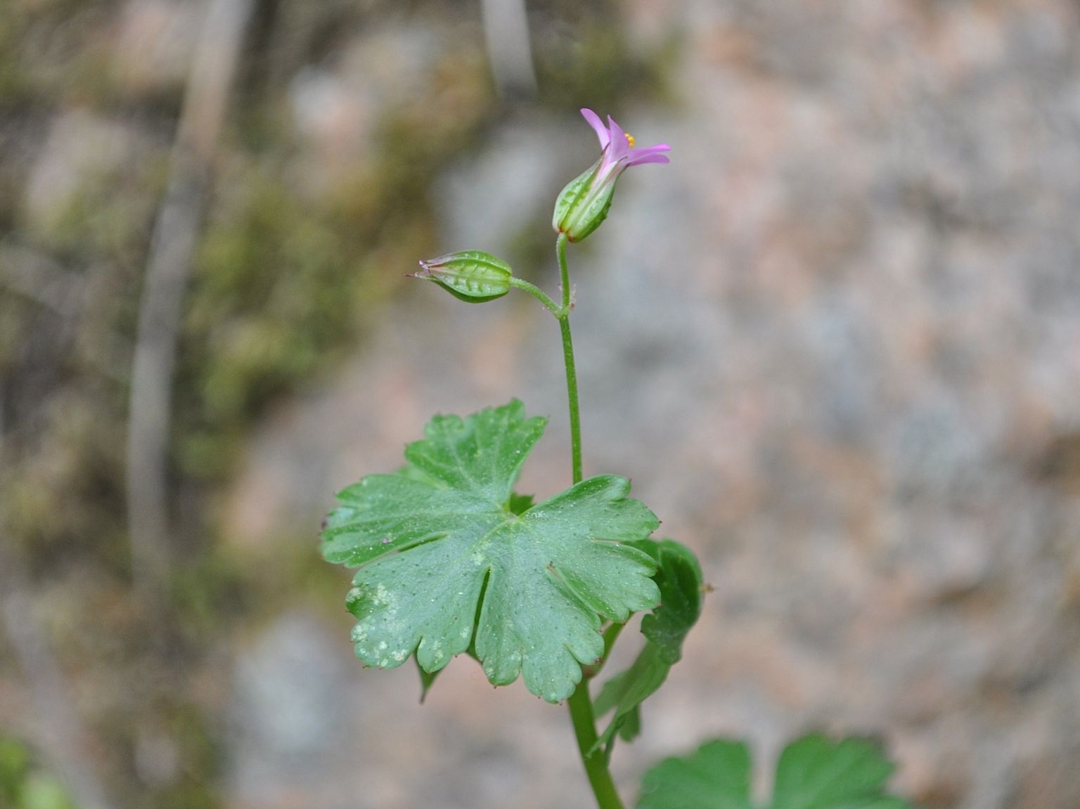 Geranium lucidum