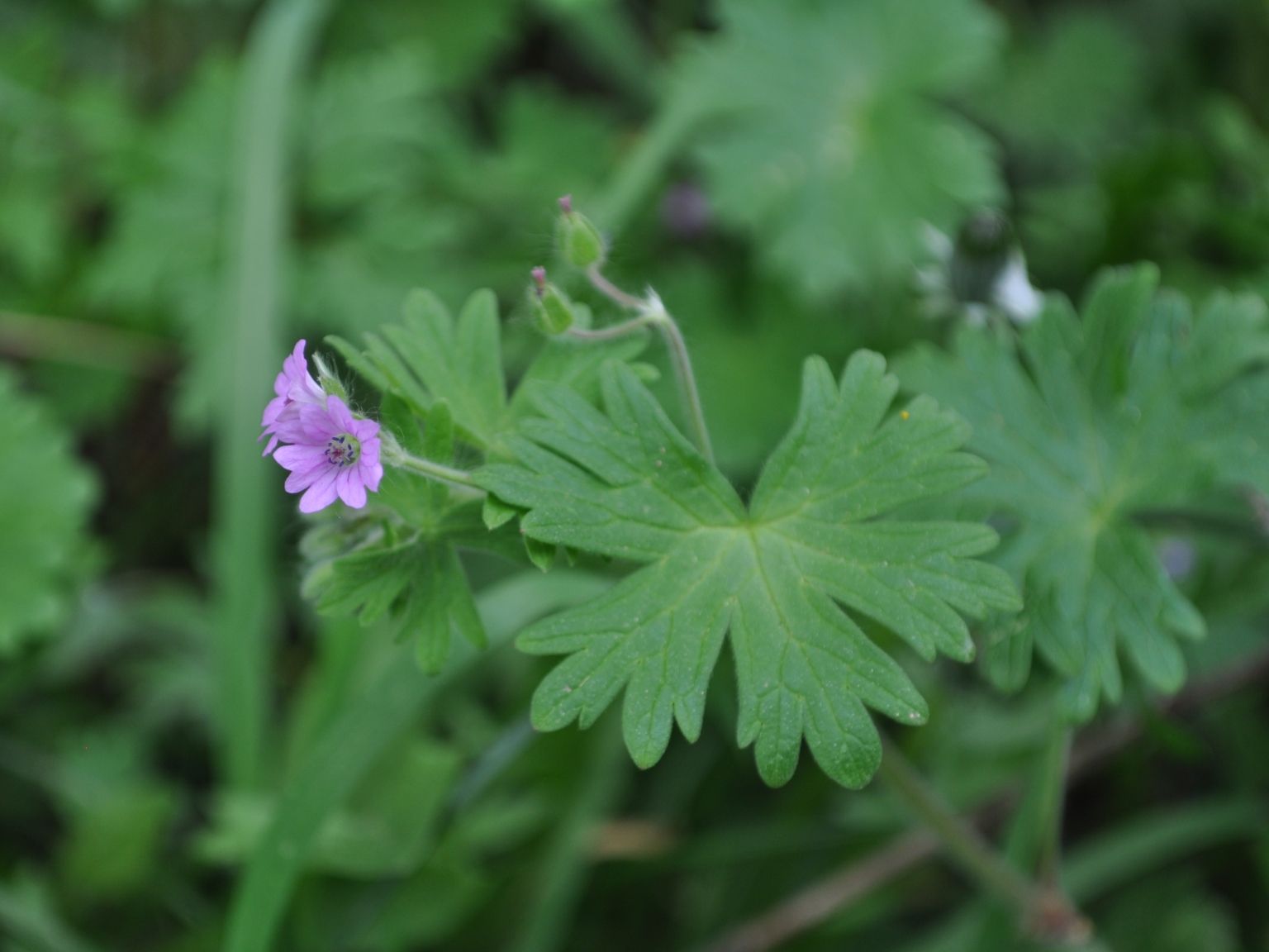 Geranium molle