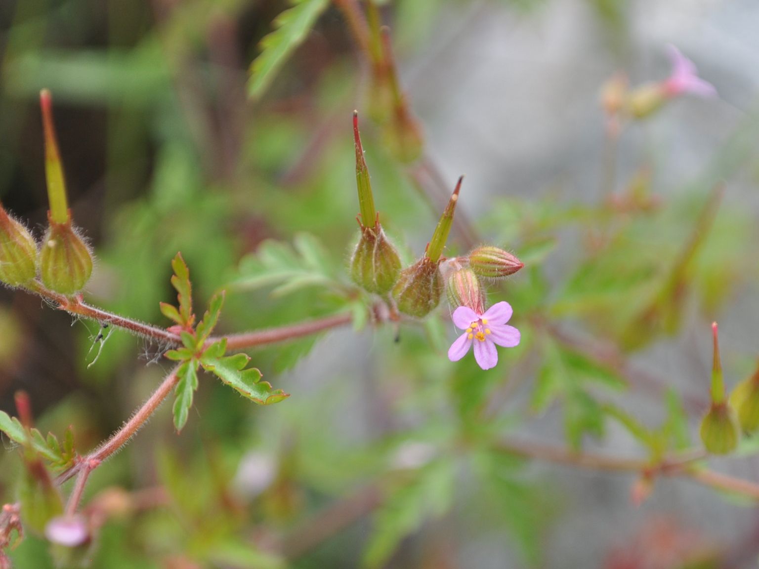 Geranium purpureum