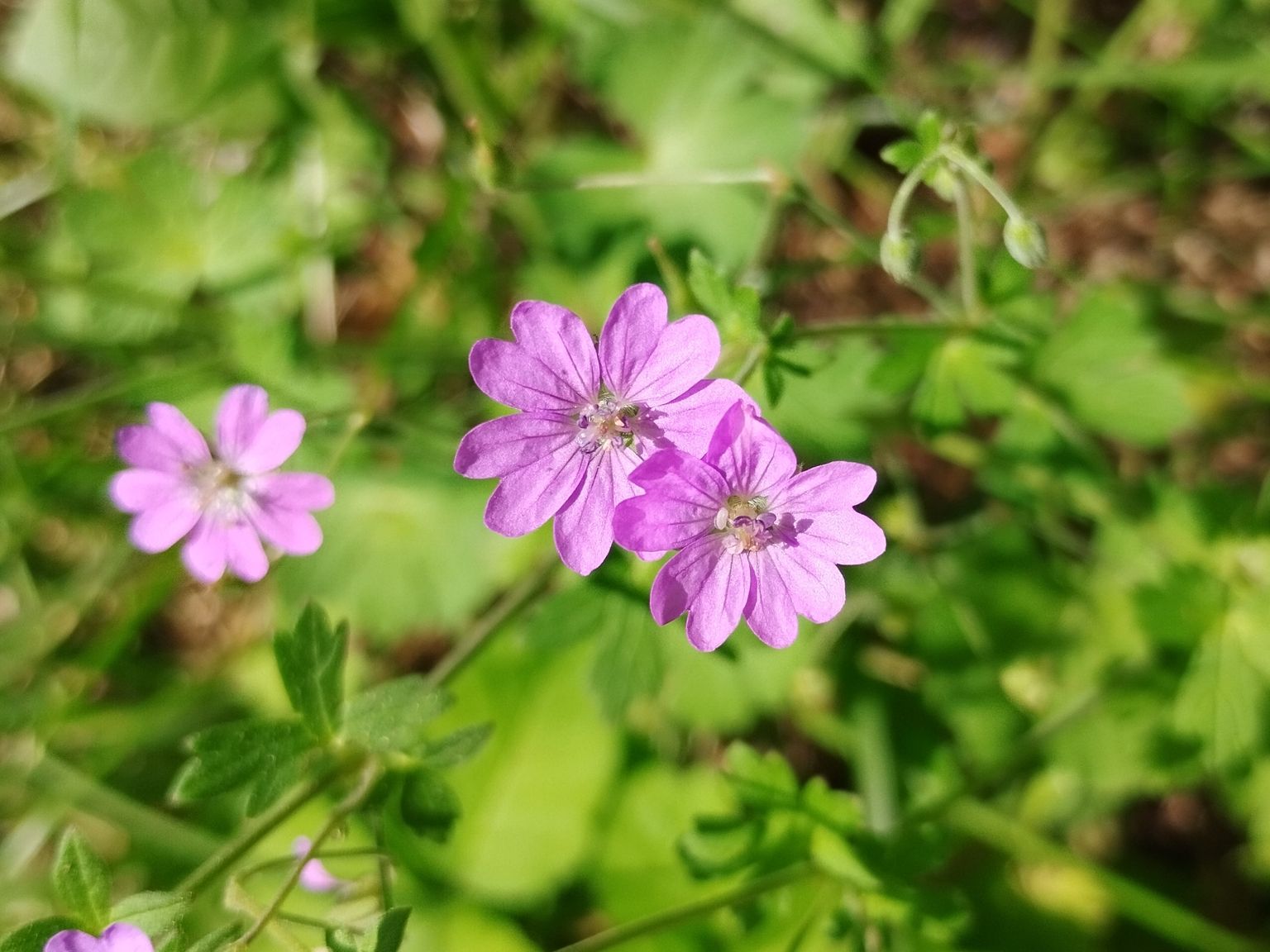 Geranium pyrenaicum pyrenaicum