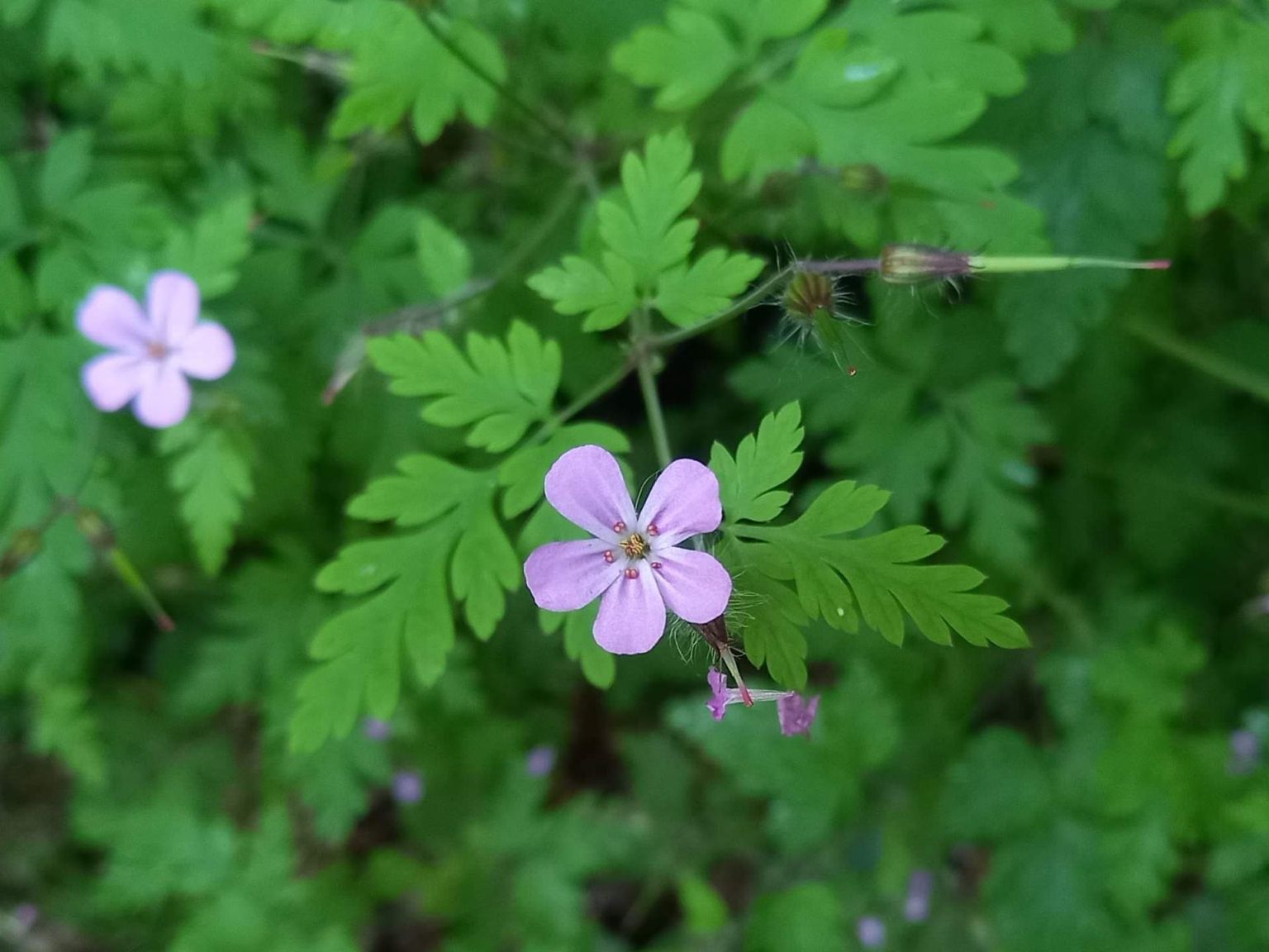 Geranium robertianum