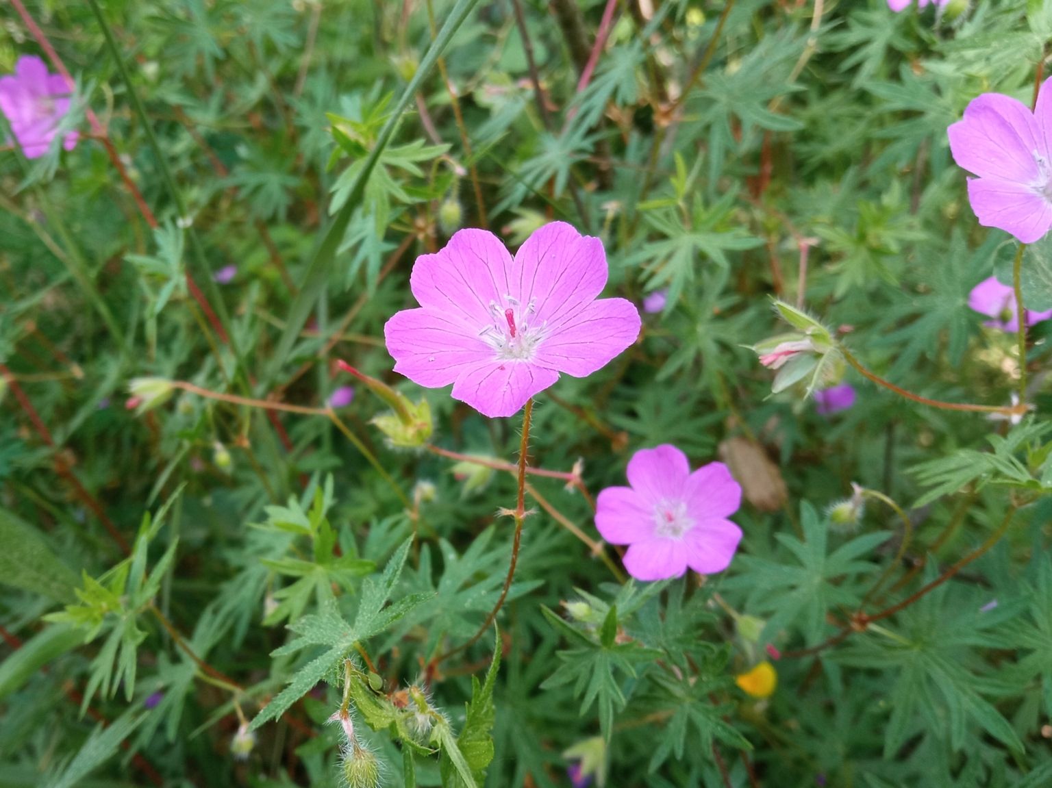 Geranium sanguineum
