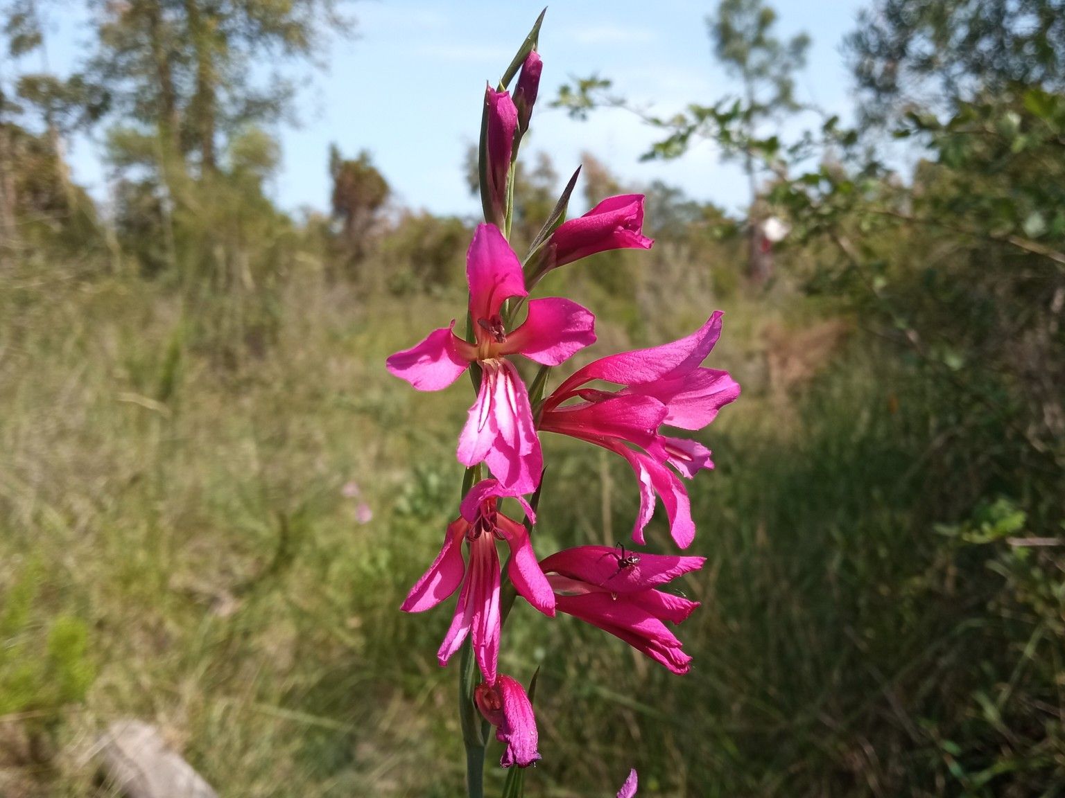 Gladiolus communis
