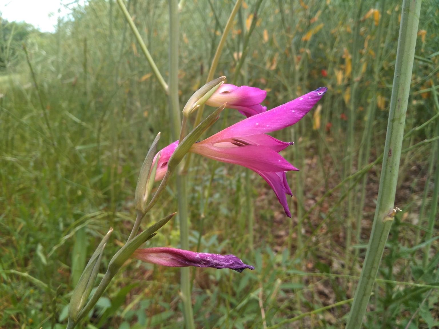 Gladiolus italicus