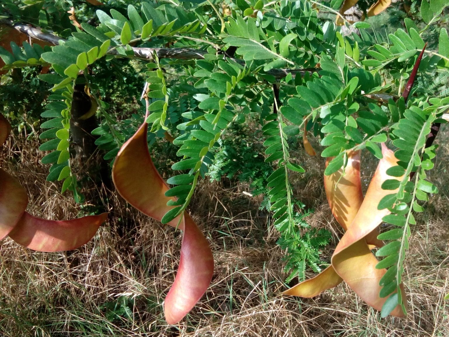 Gleditsia triacanthos
