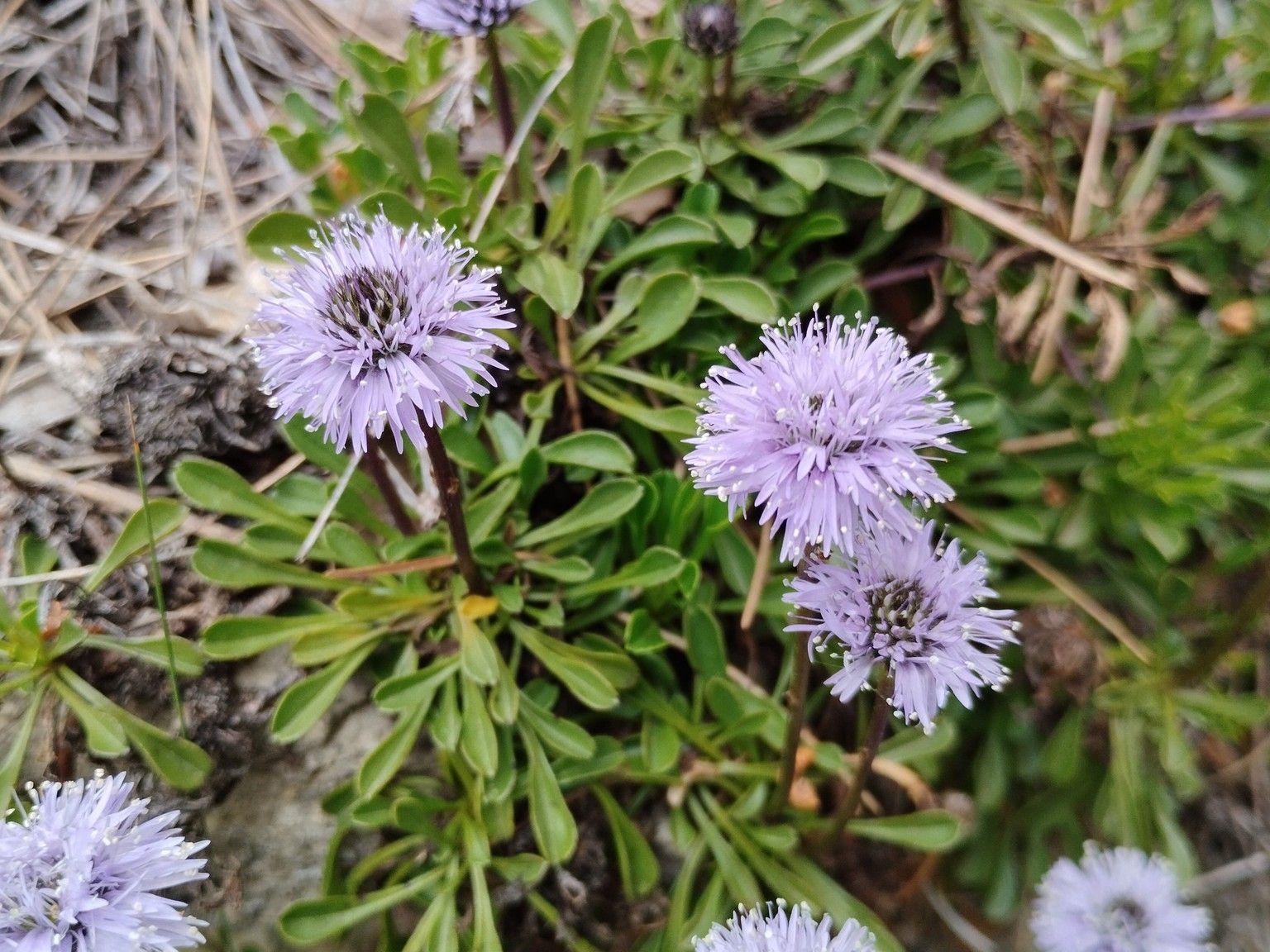 Globularia cordifolia