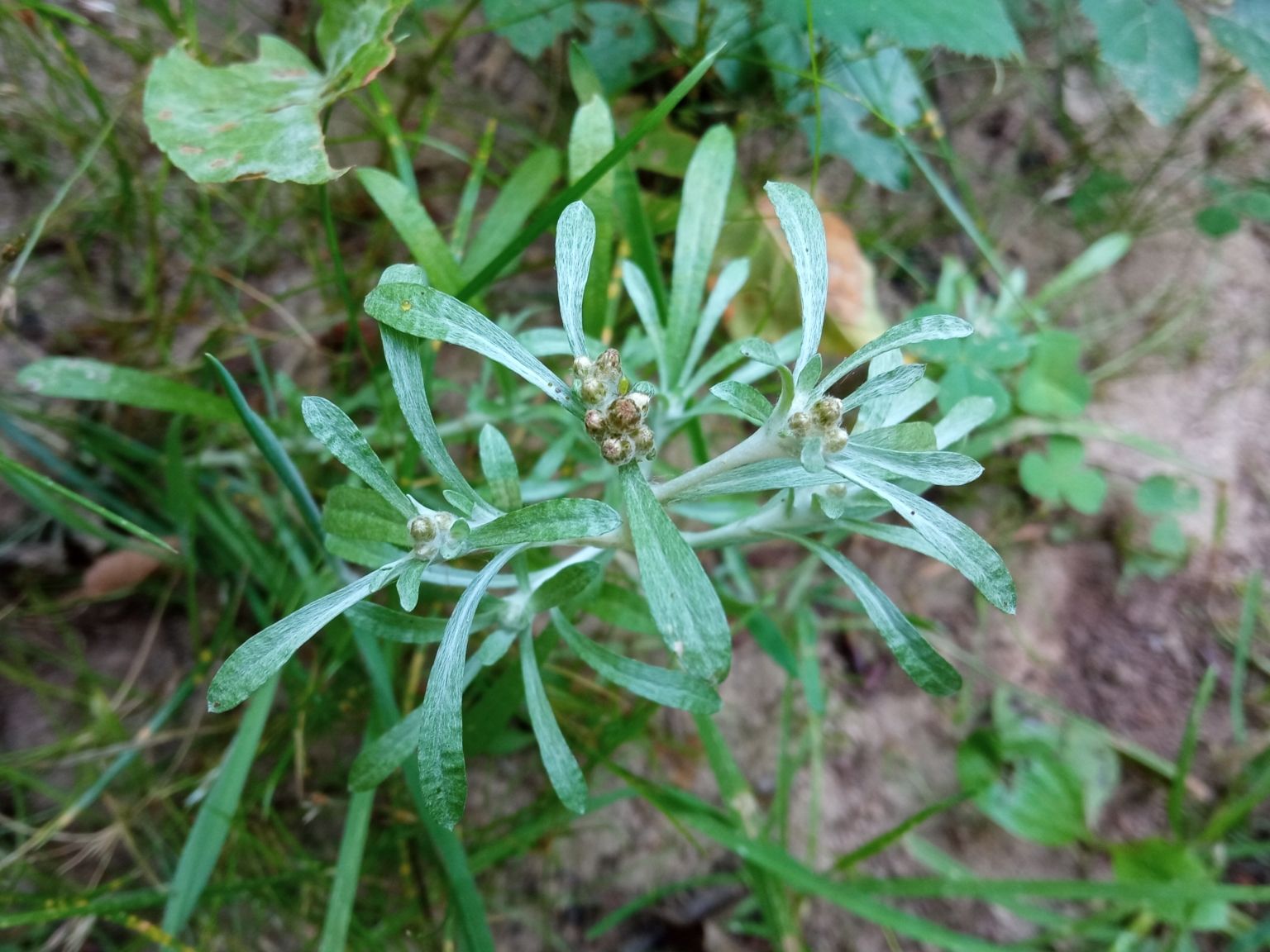 Gnaphalium uliginosum