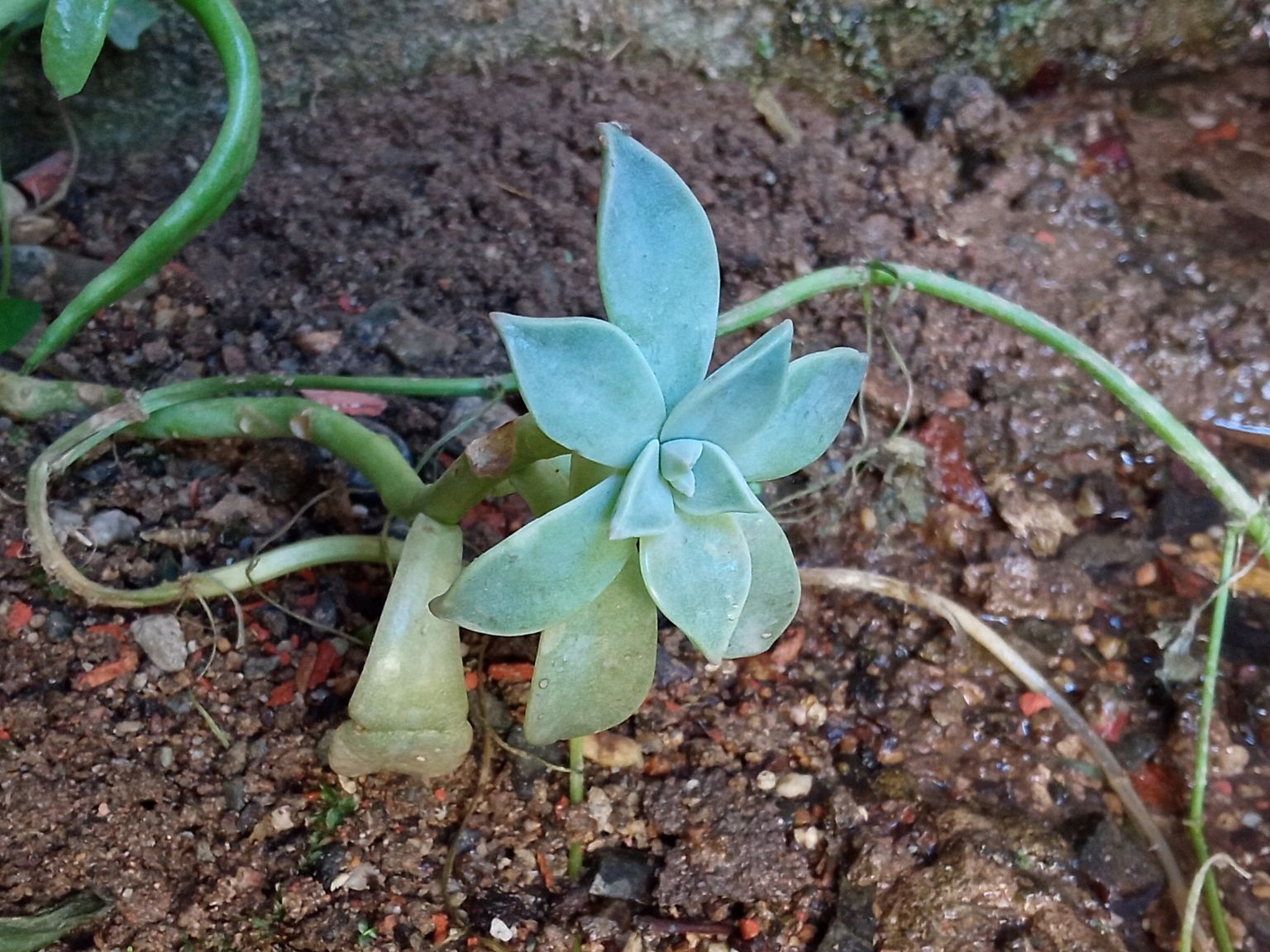 Graptopetalum paraguayense