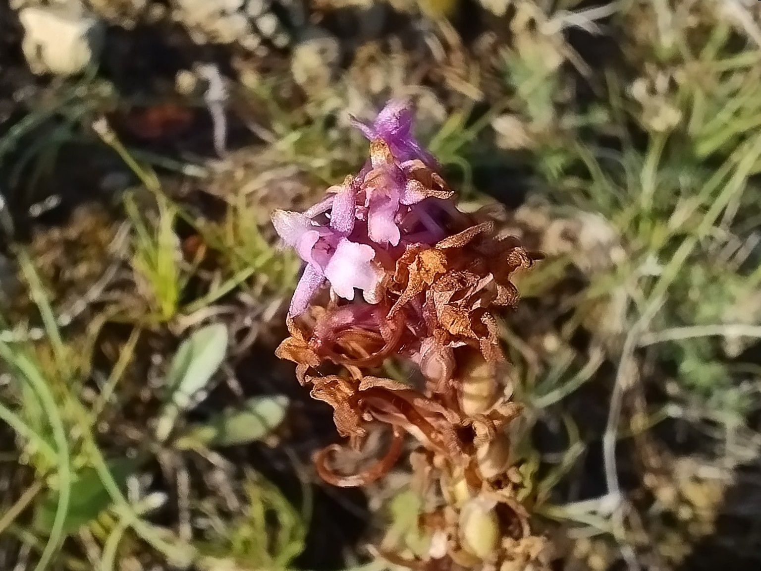Gymnadenia conopsea
