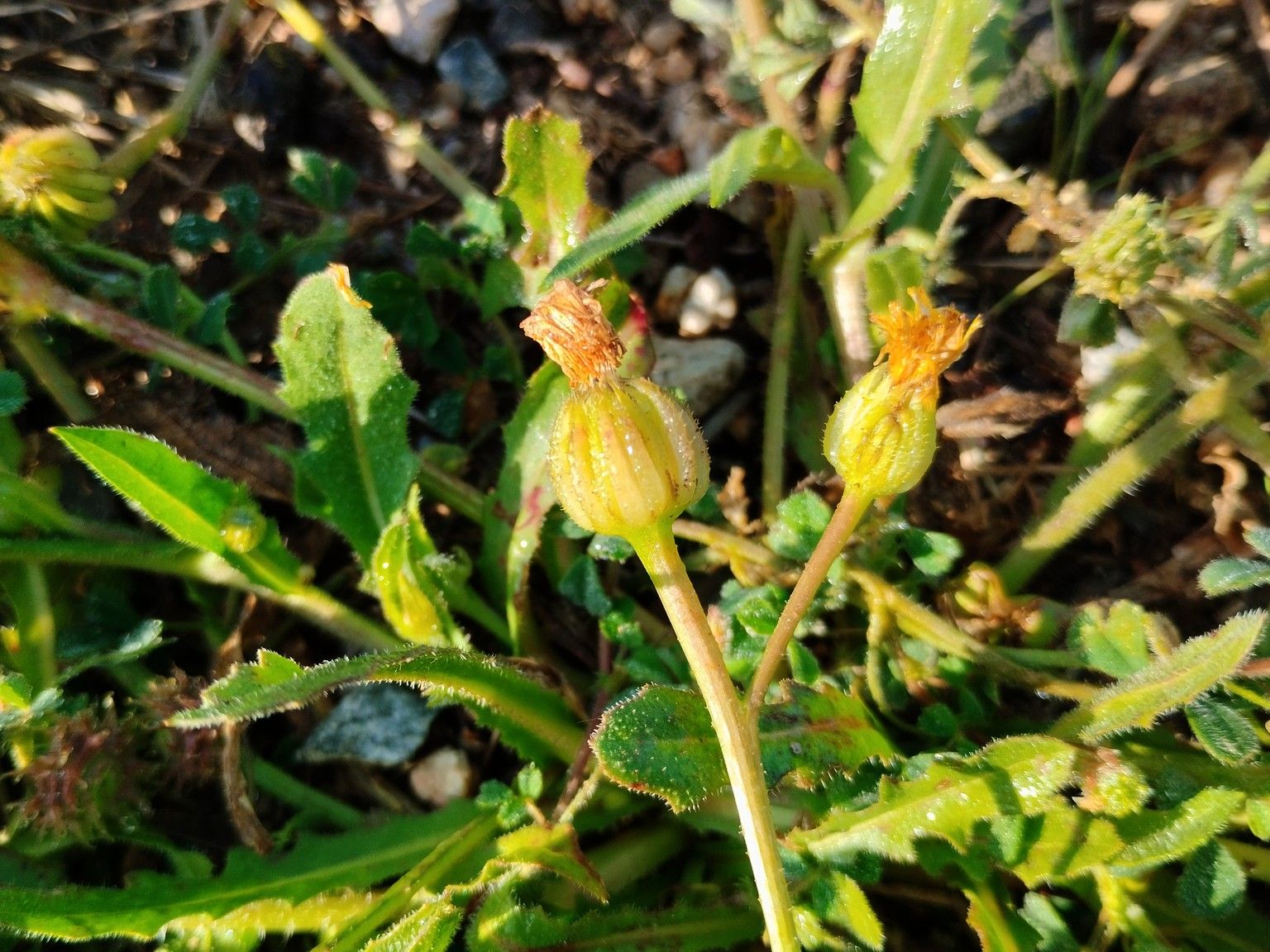 Hedypnois rhagadioloides rhagadioloides