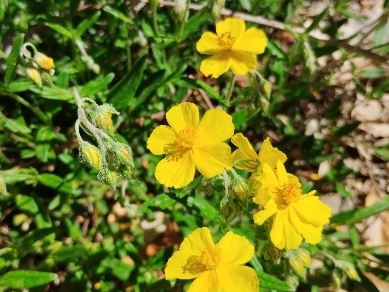 Helianthemum nummularium