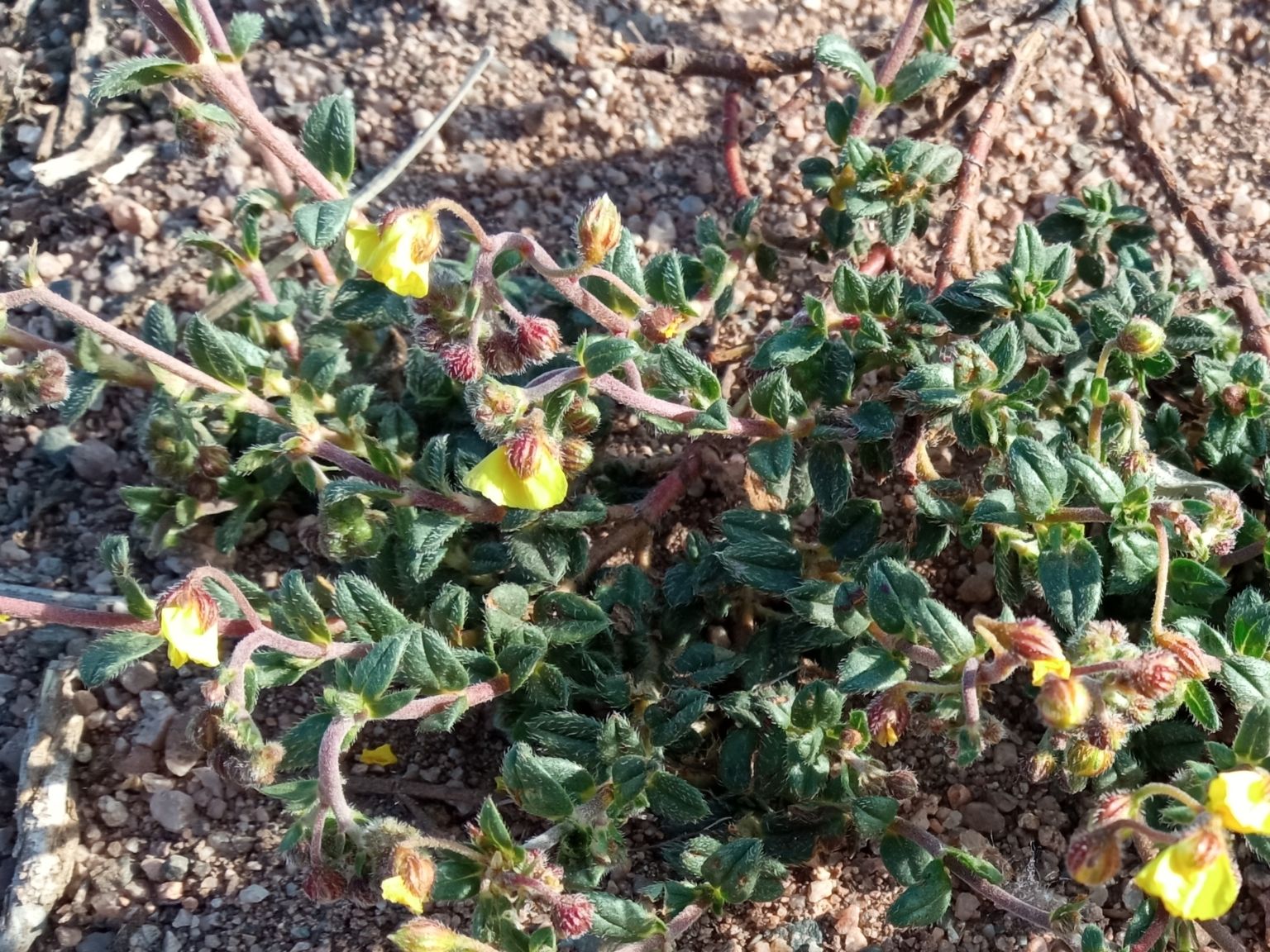 Helianthemum oelandicum italicum