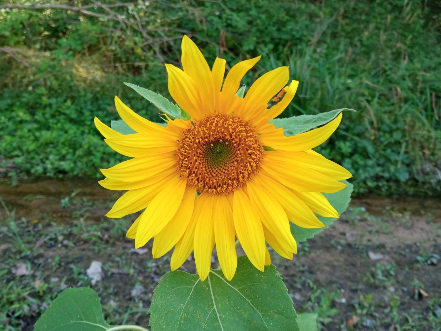 Helianthus annuus