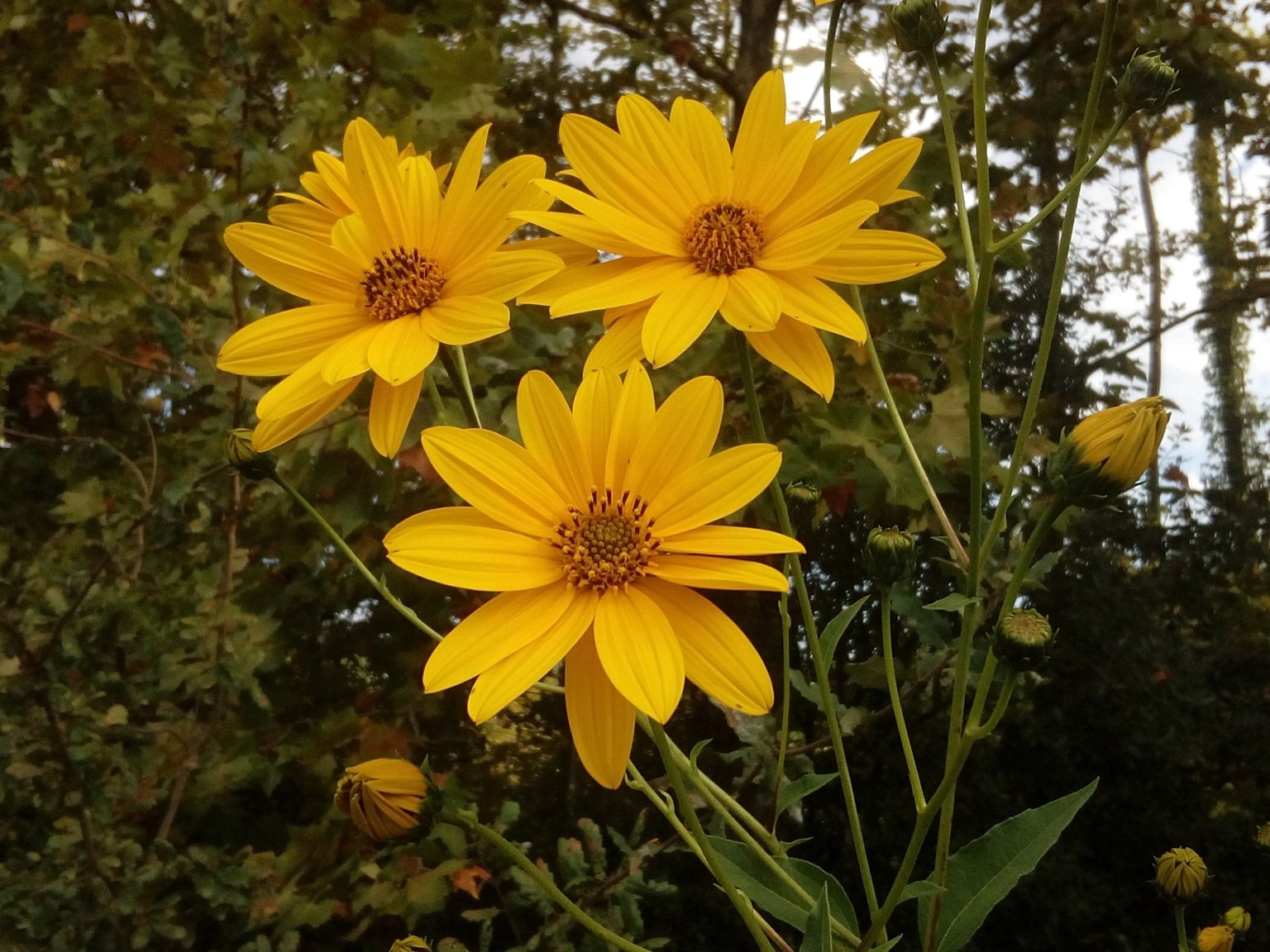 Helianthus tuberosus
