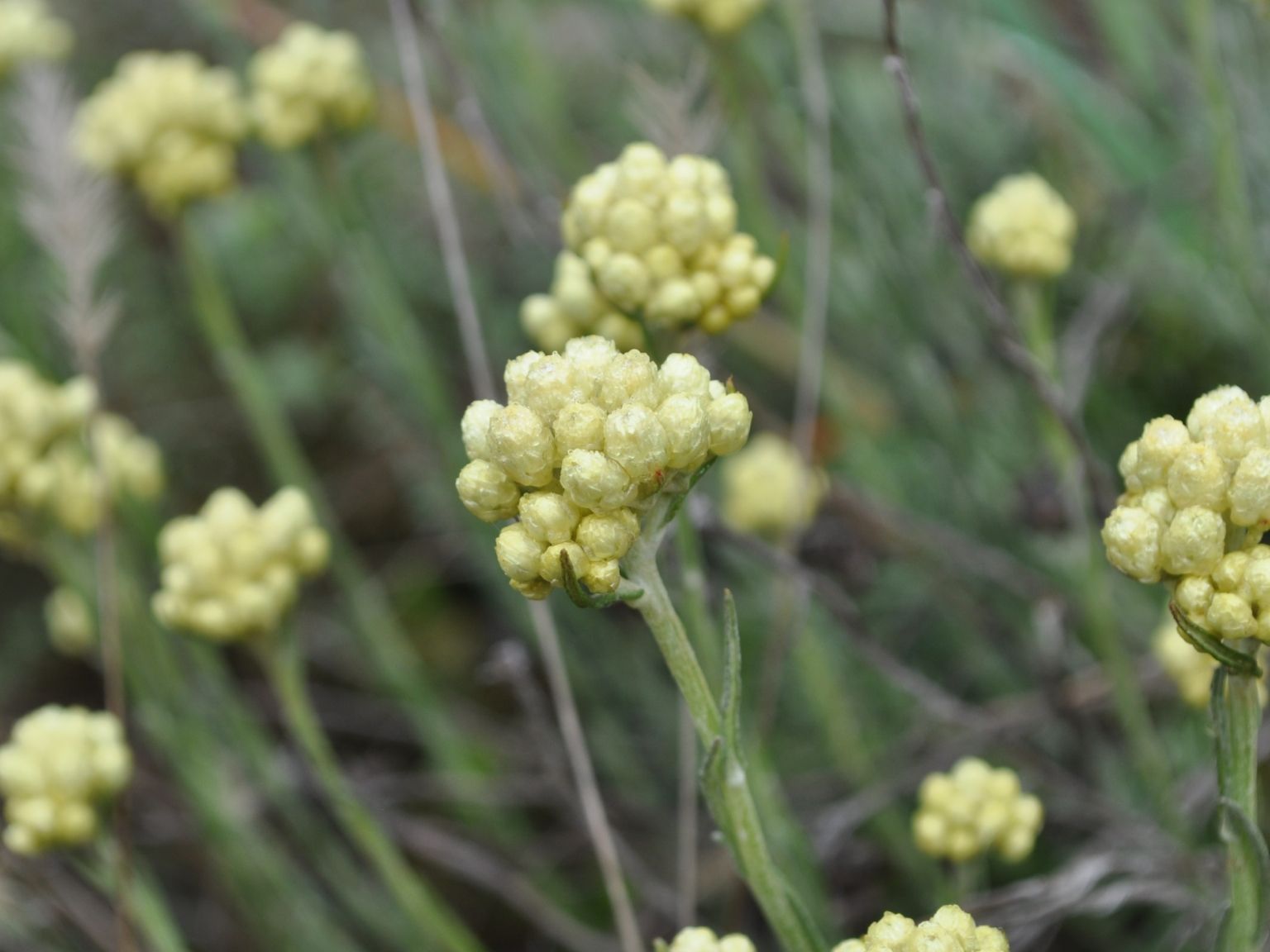 Helichrysum stoechas