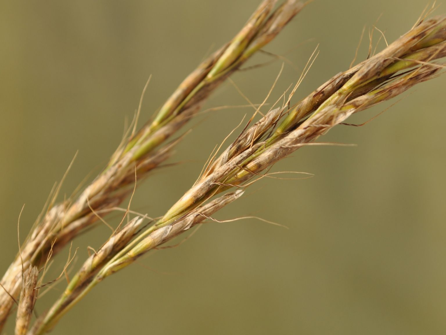 Helictochloa bromoides bromoides