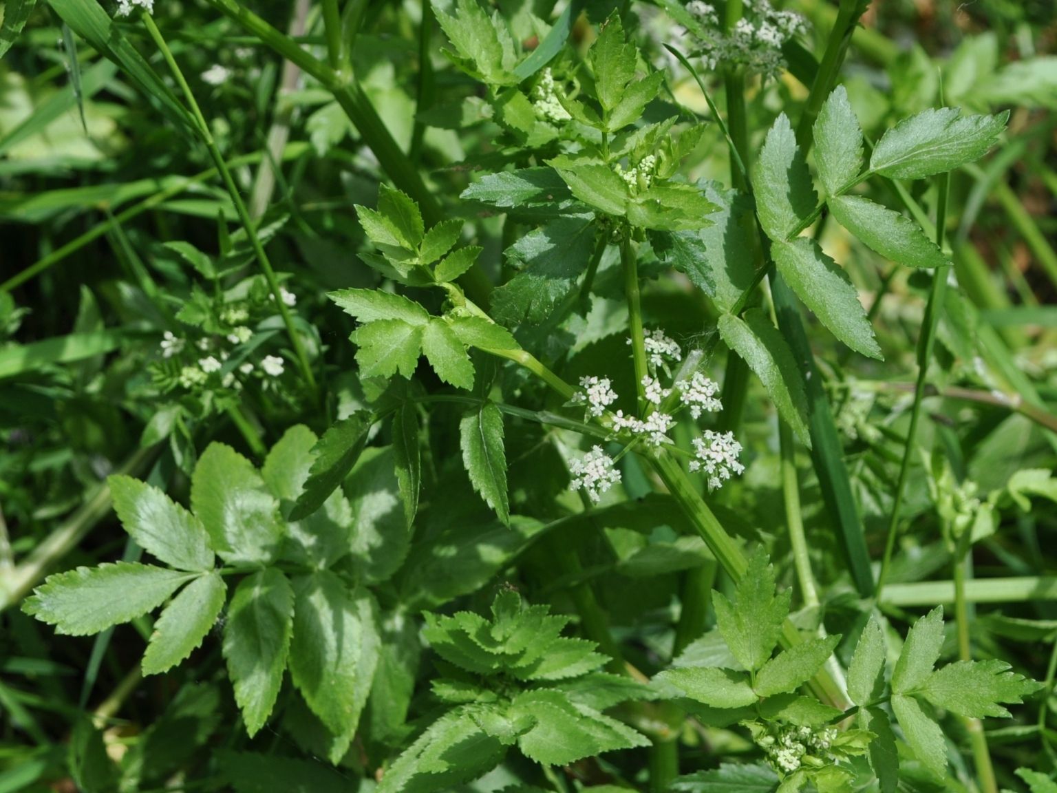 Helosciadium nodiflorum
