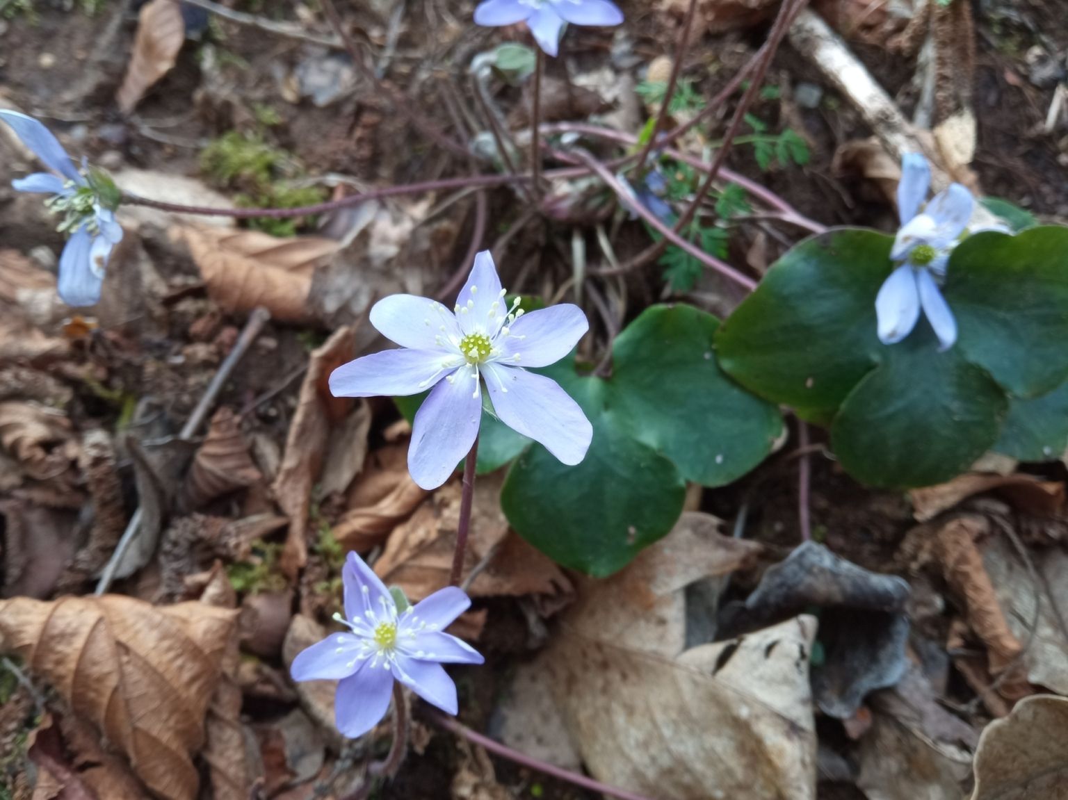 Hepatica nobilis