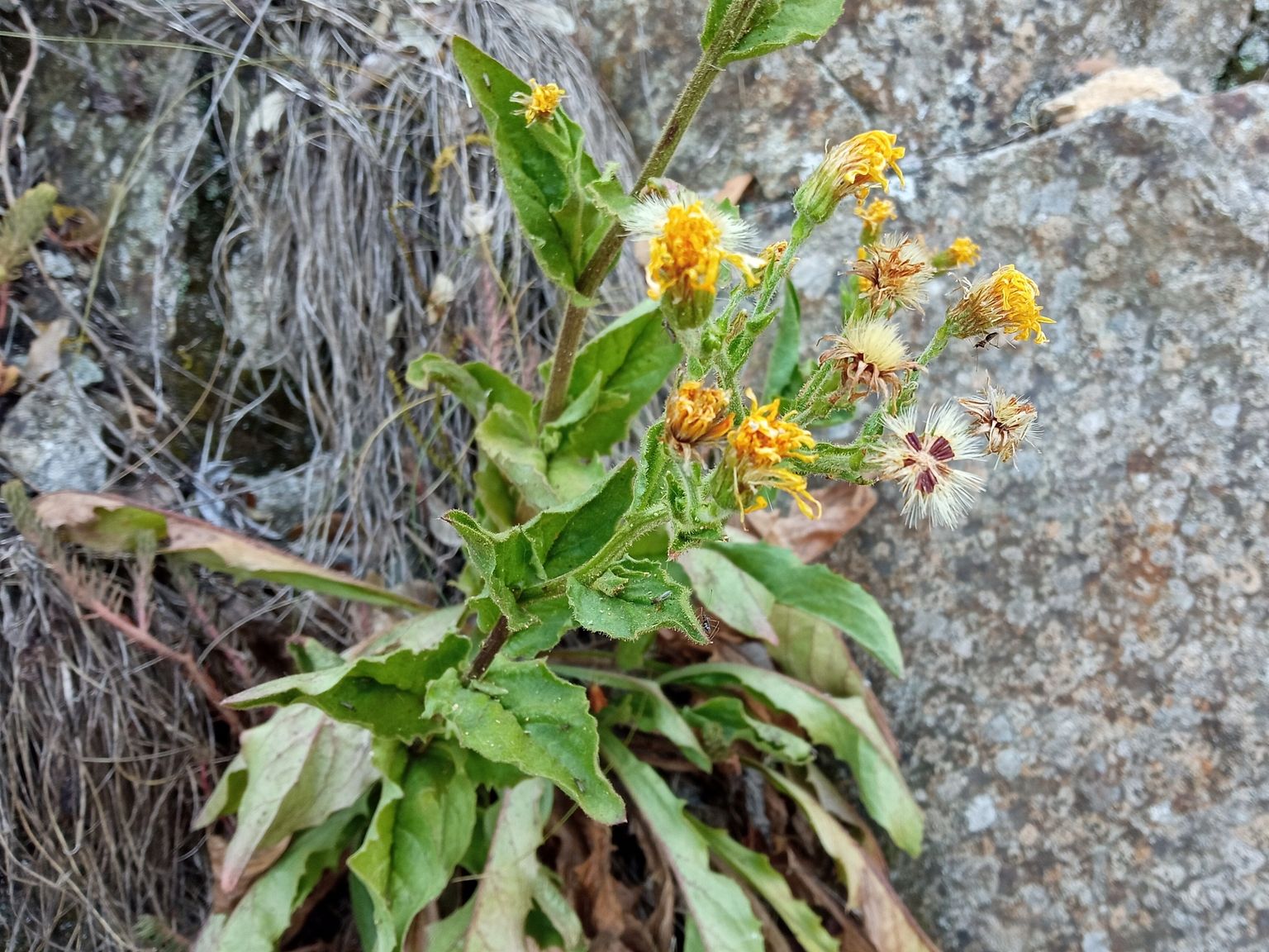 Hieracium amplexicaule