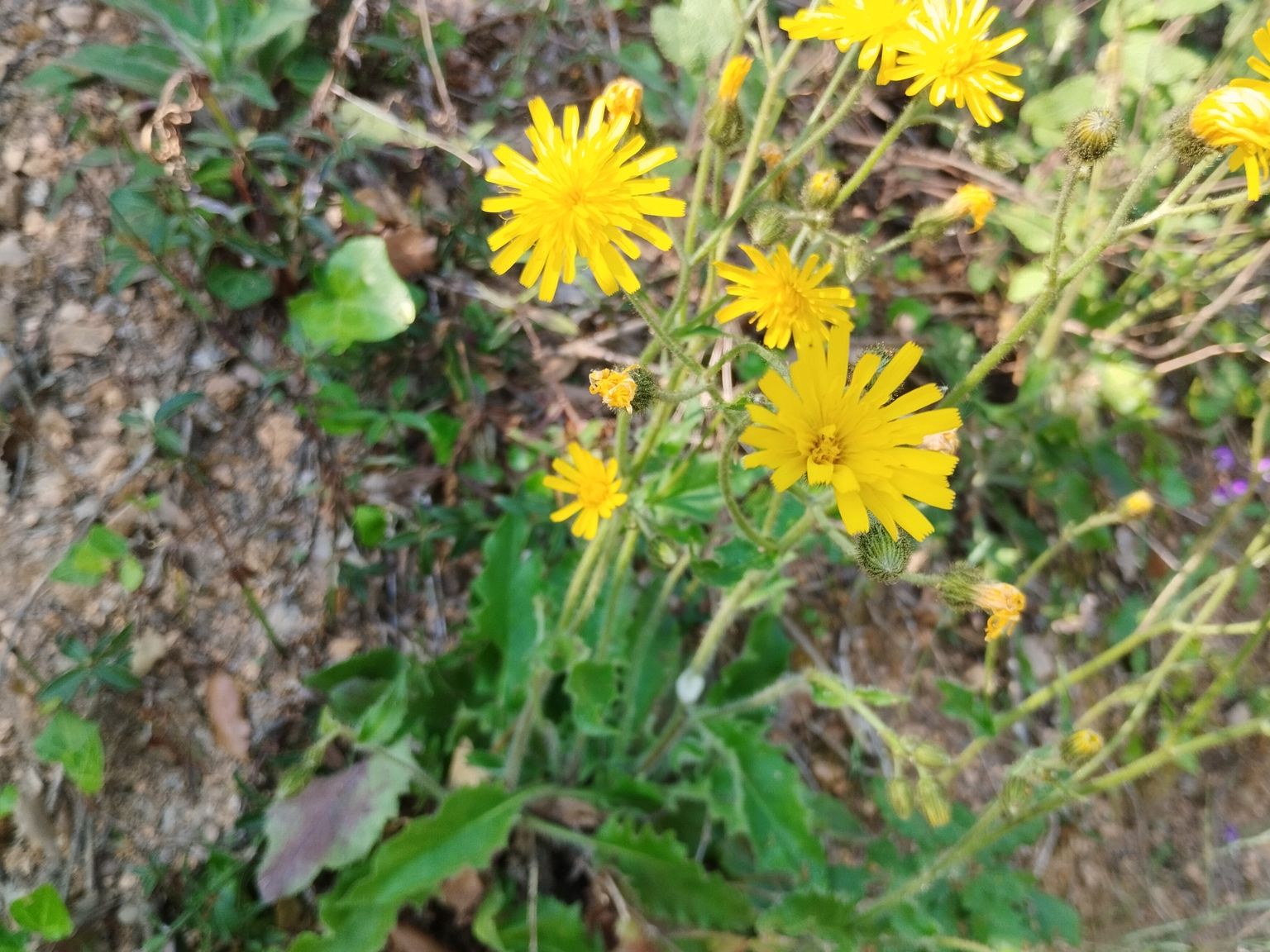 Hieracium glaucophyllum
