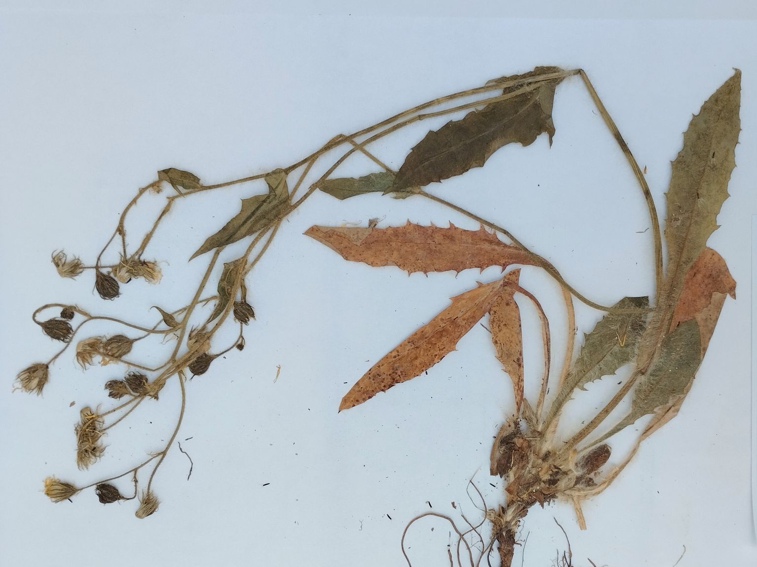 Hieracium hispanicum