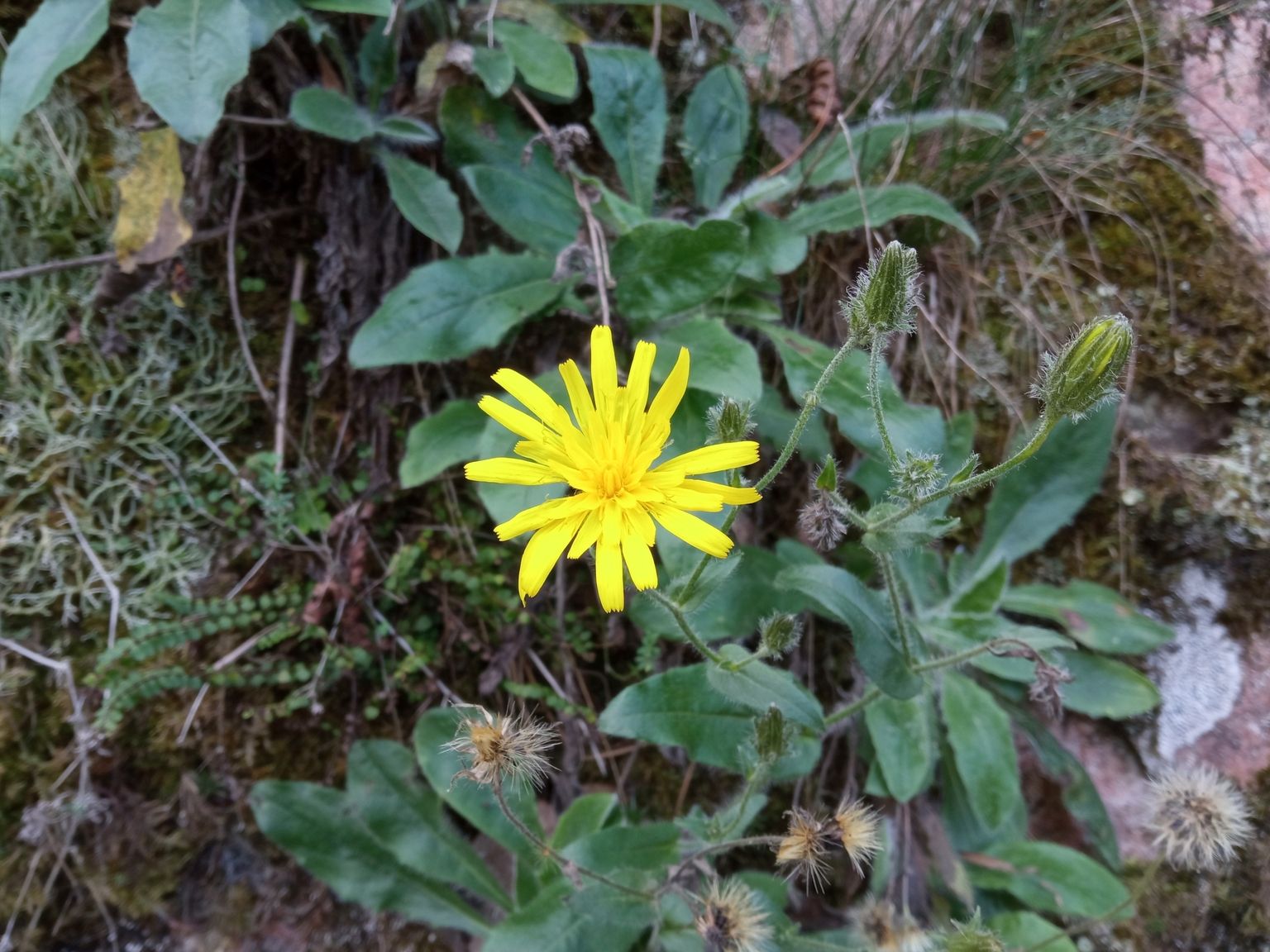 Hieracium osorense