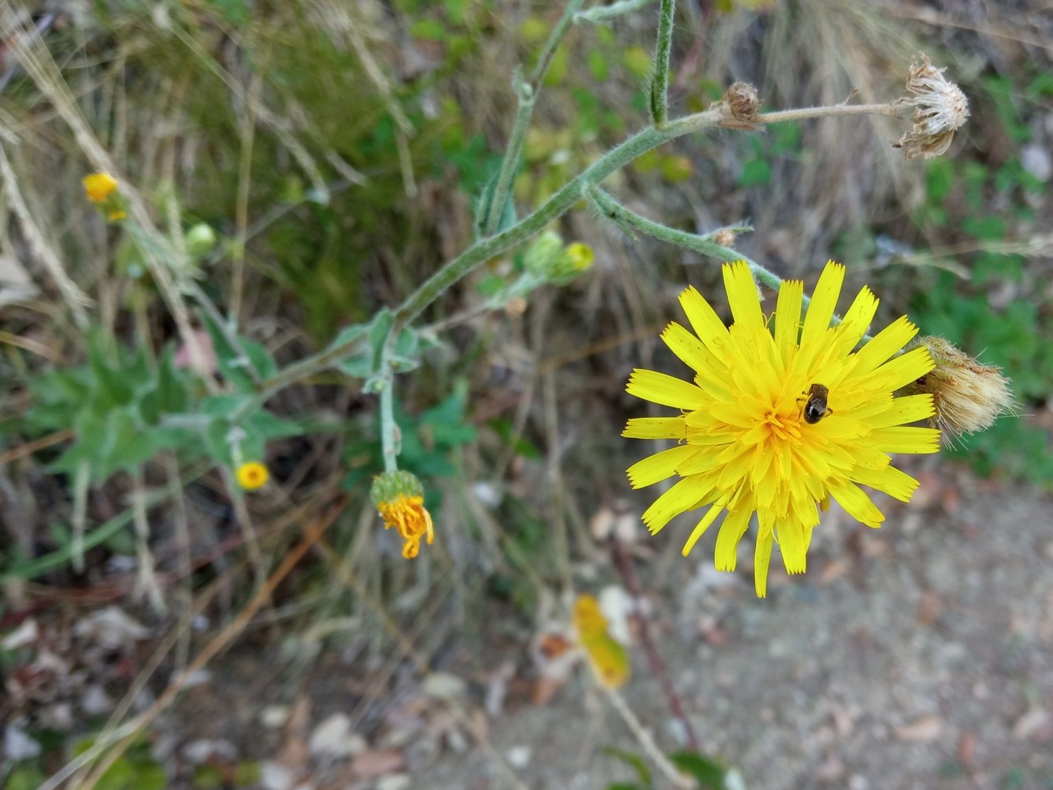 Hieracium sabaudum