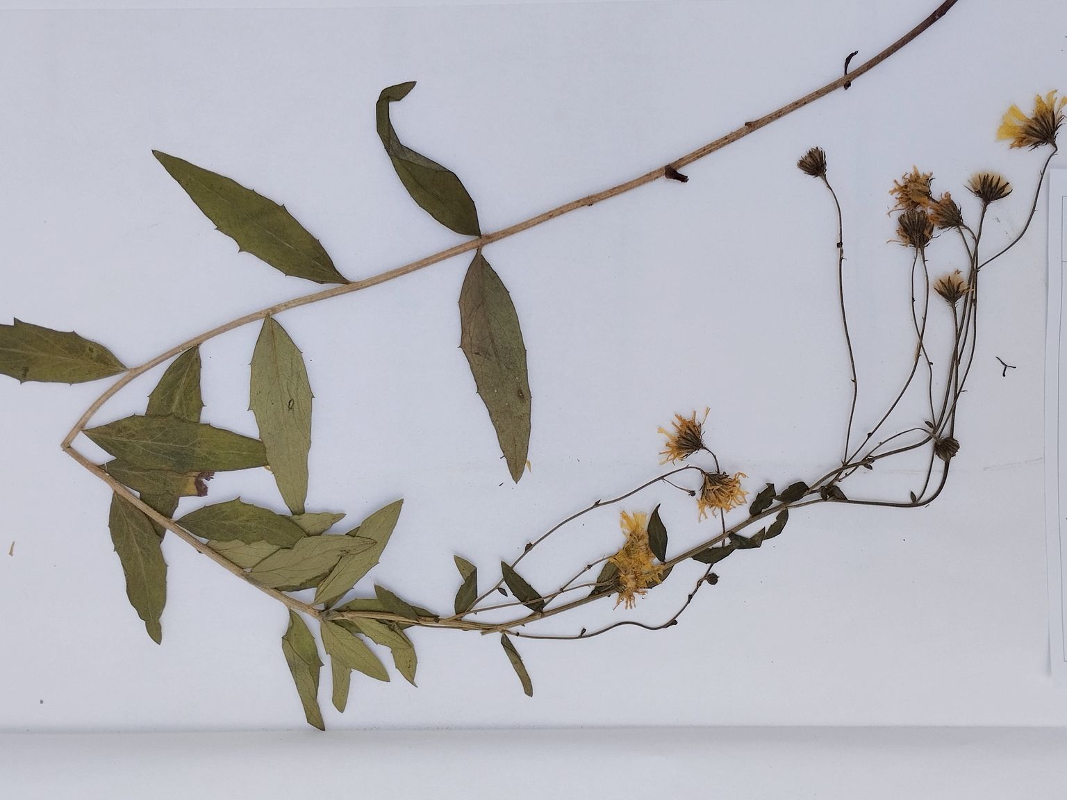 Hieracium vasconicum