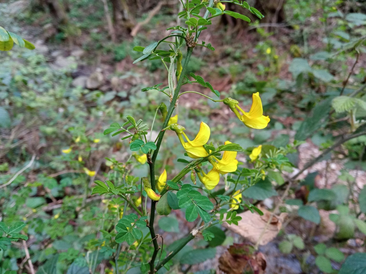 Hippocrepis emerus emerus