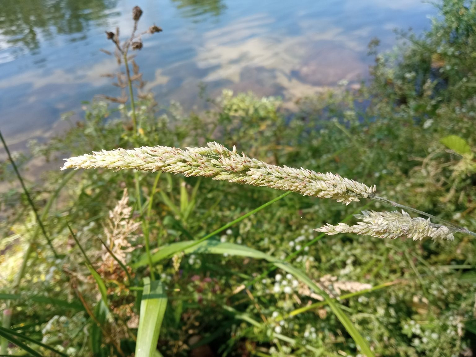 Holcus lanatus lanatus