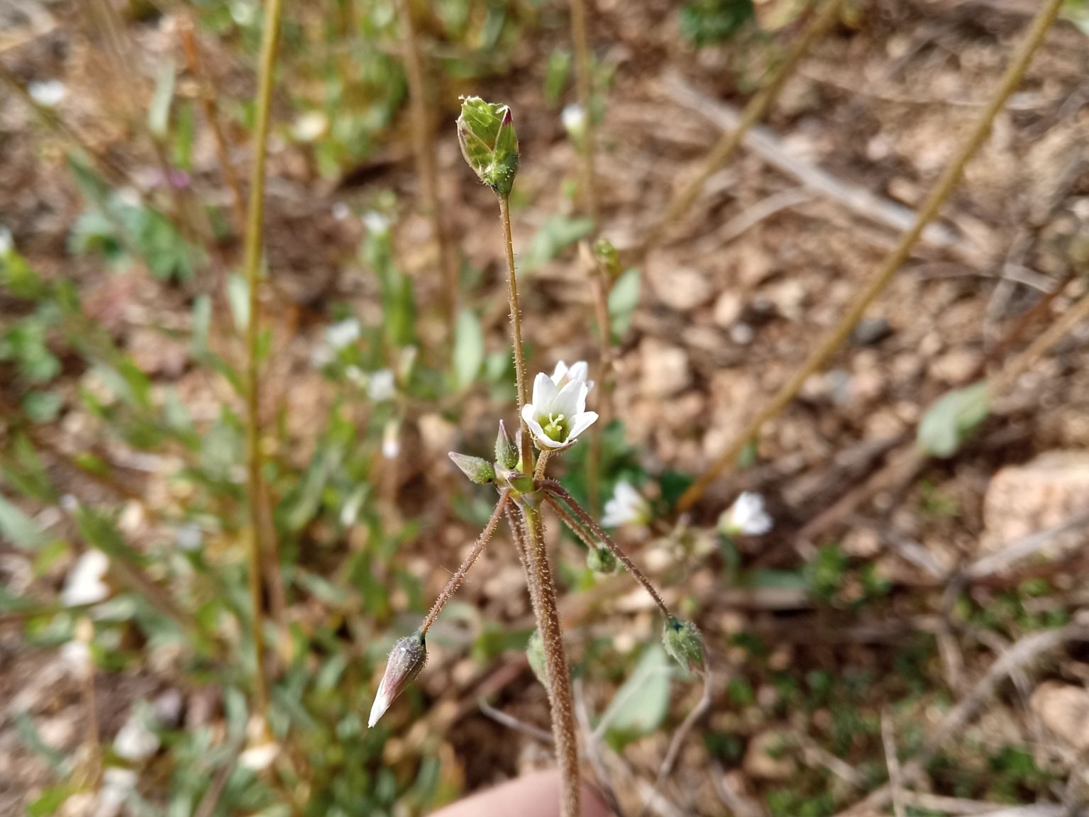 Holosteum umbellatum