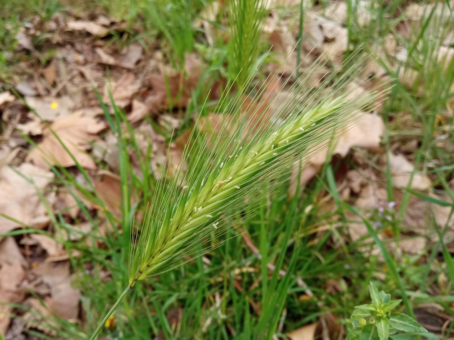 Hordeum murinum leporinum