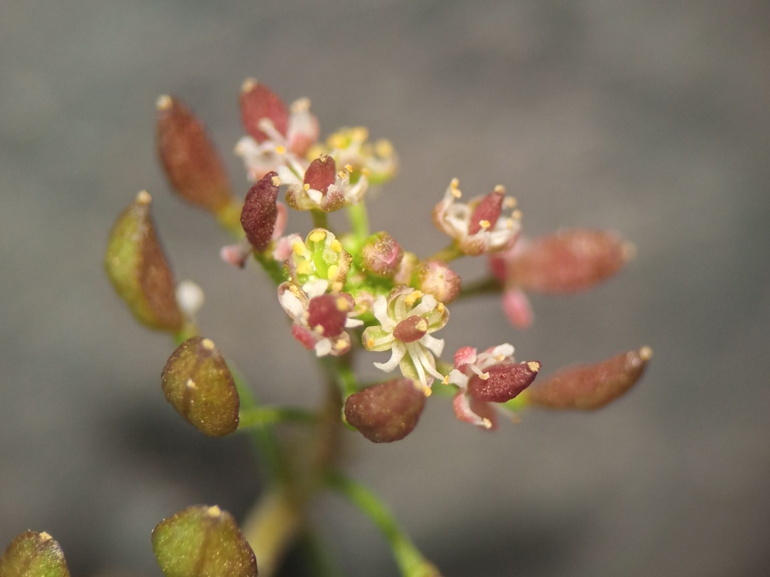 Hornungia petraea petraea