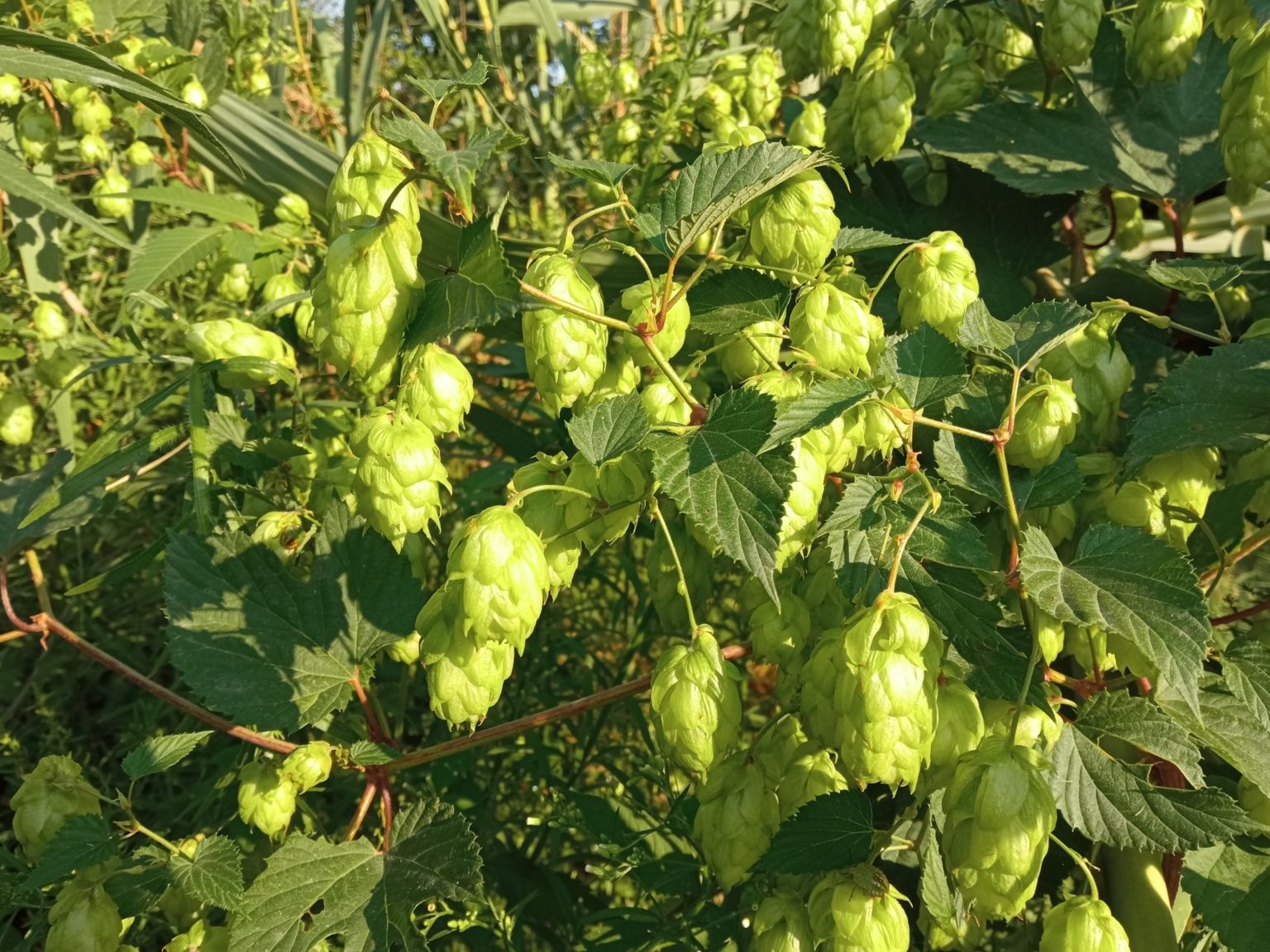 Humulus lupulus