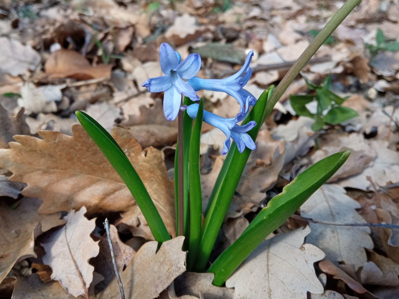 Hyacinthus orientalis