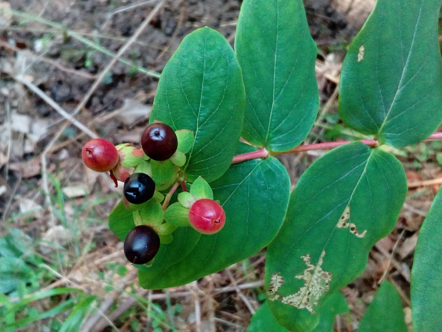 Hypericum androsaemum