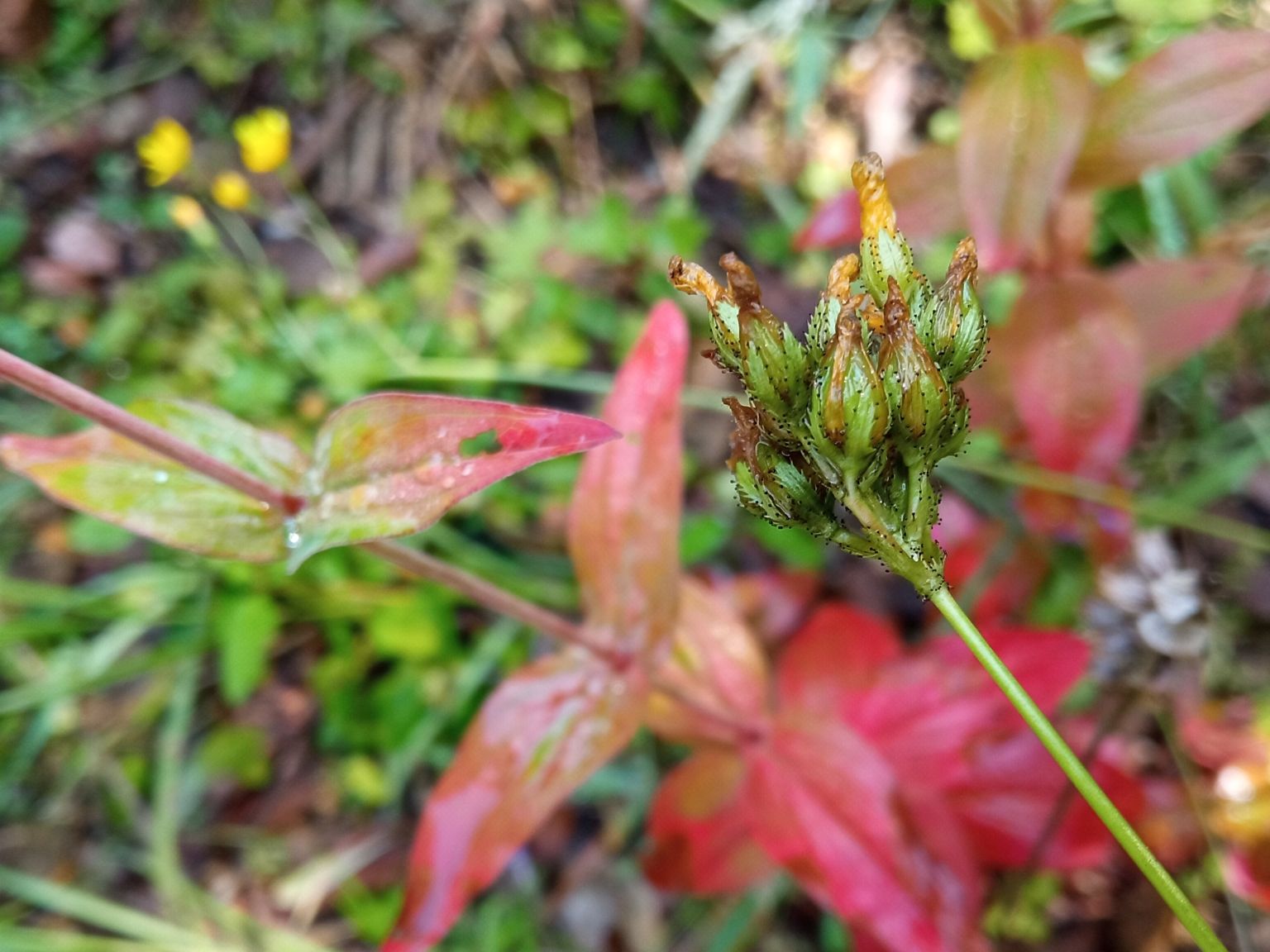 Hypericum montanum