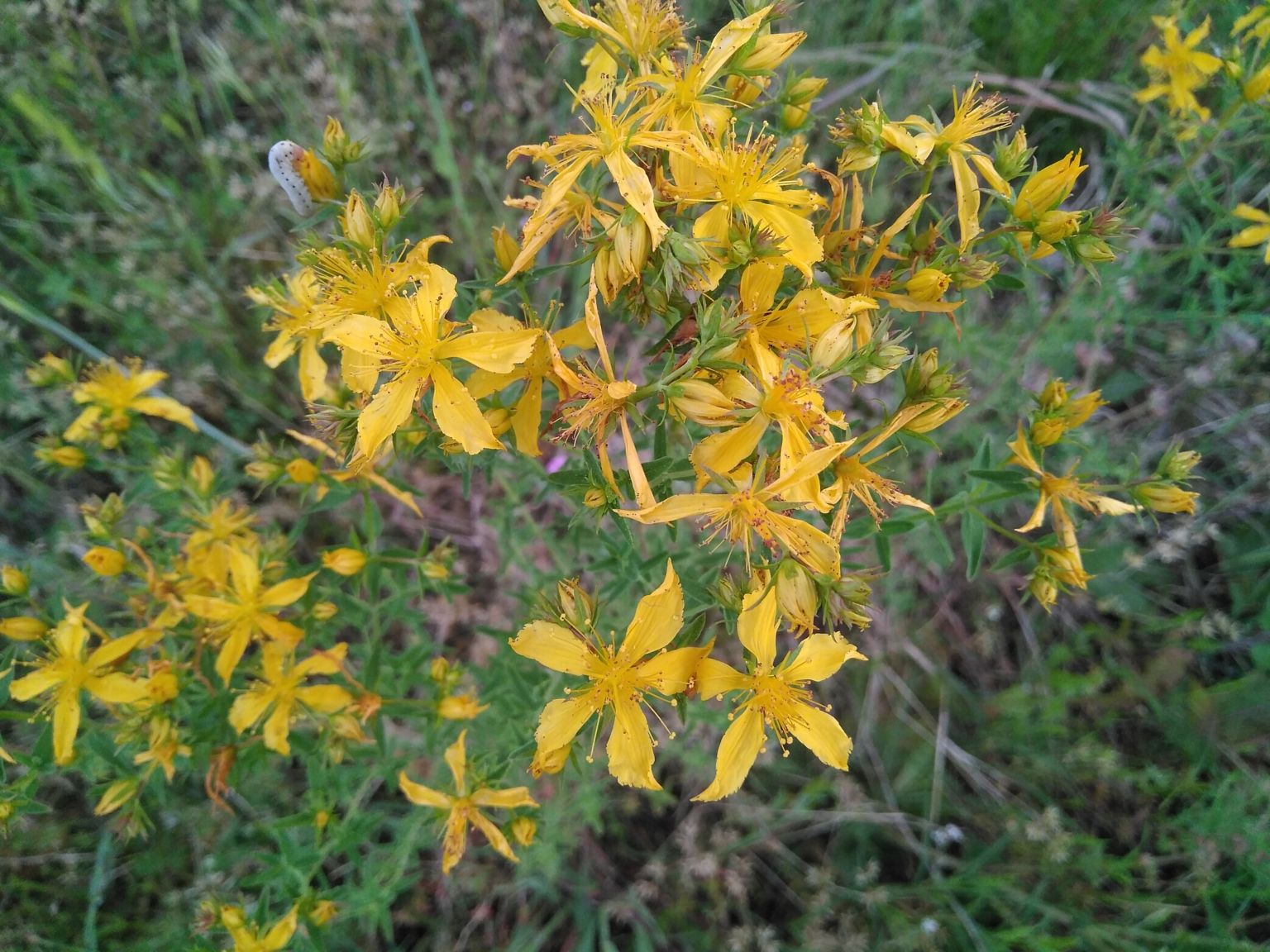 Hypericum perforatum