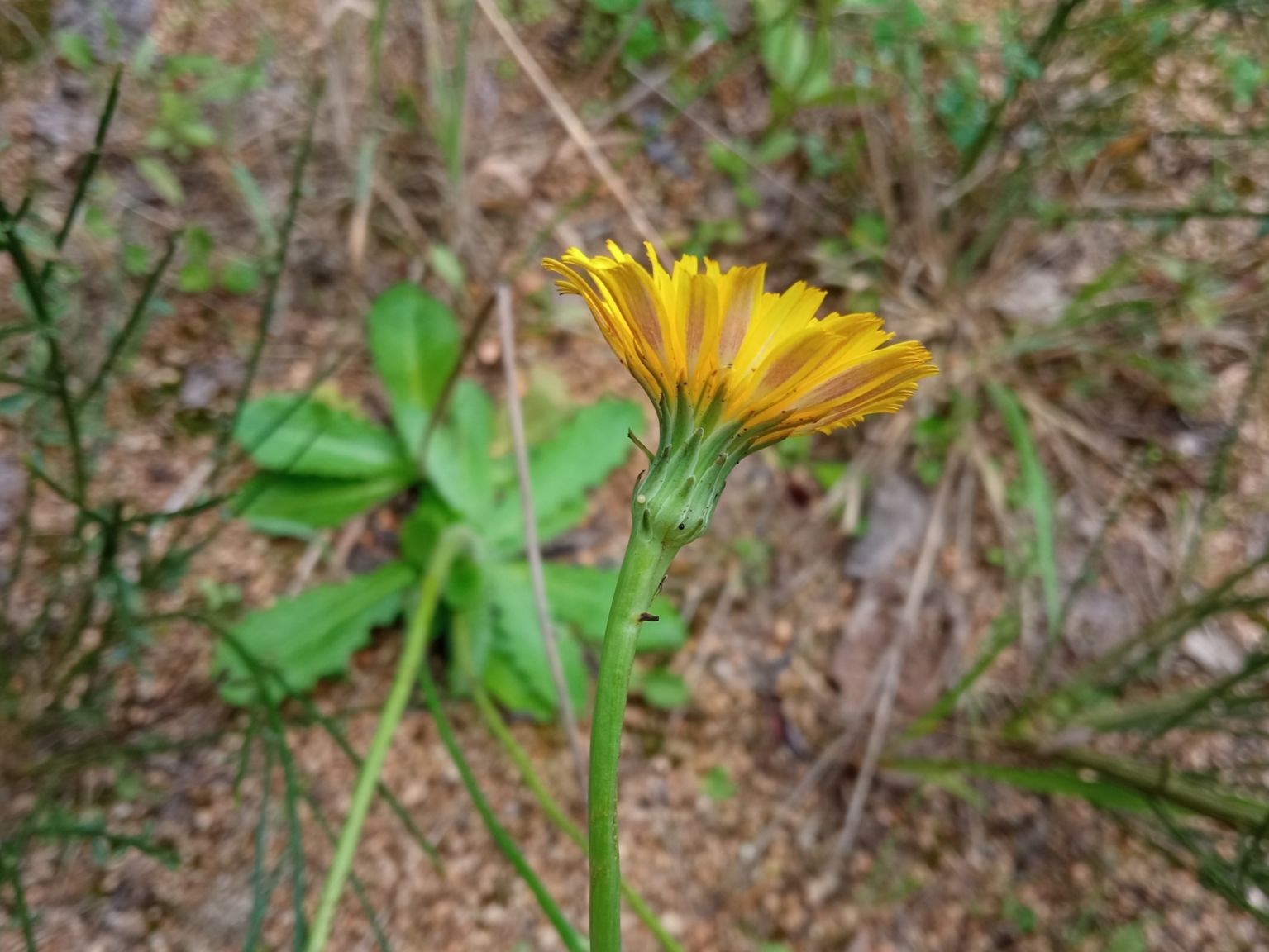 Hypochaeris radicata radicata