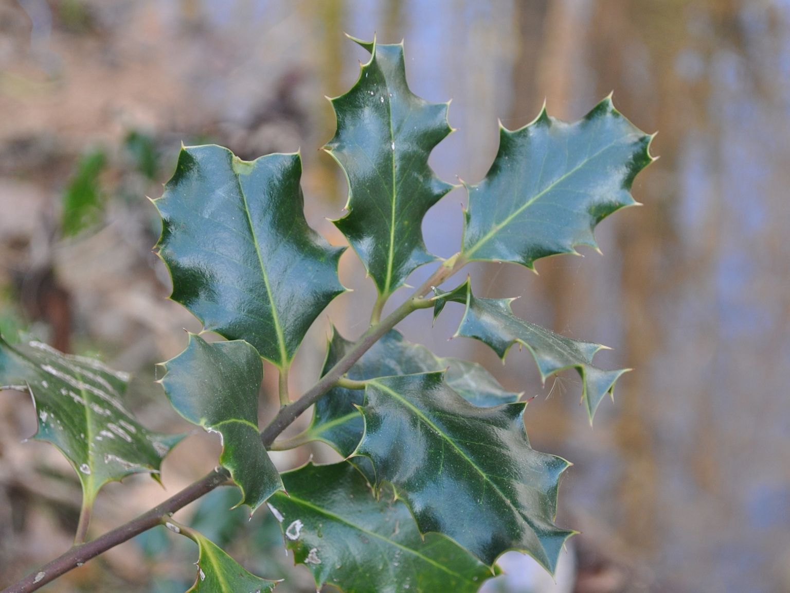 Ilex aquifolium