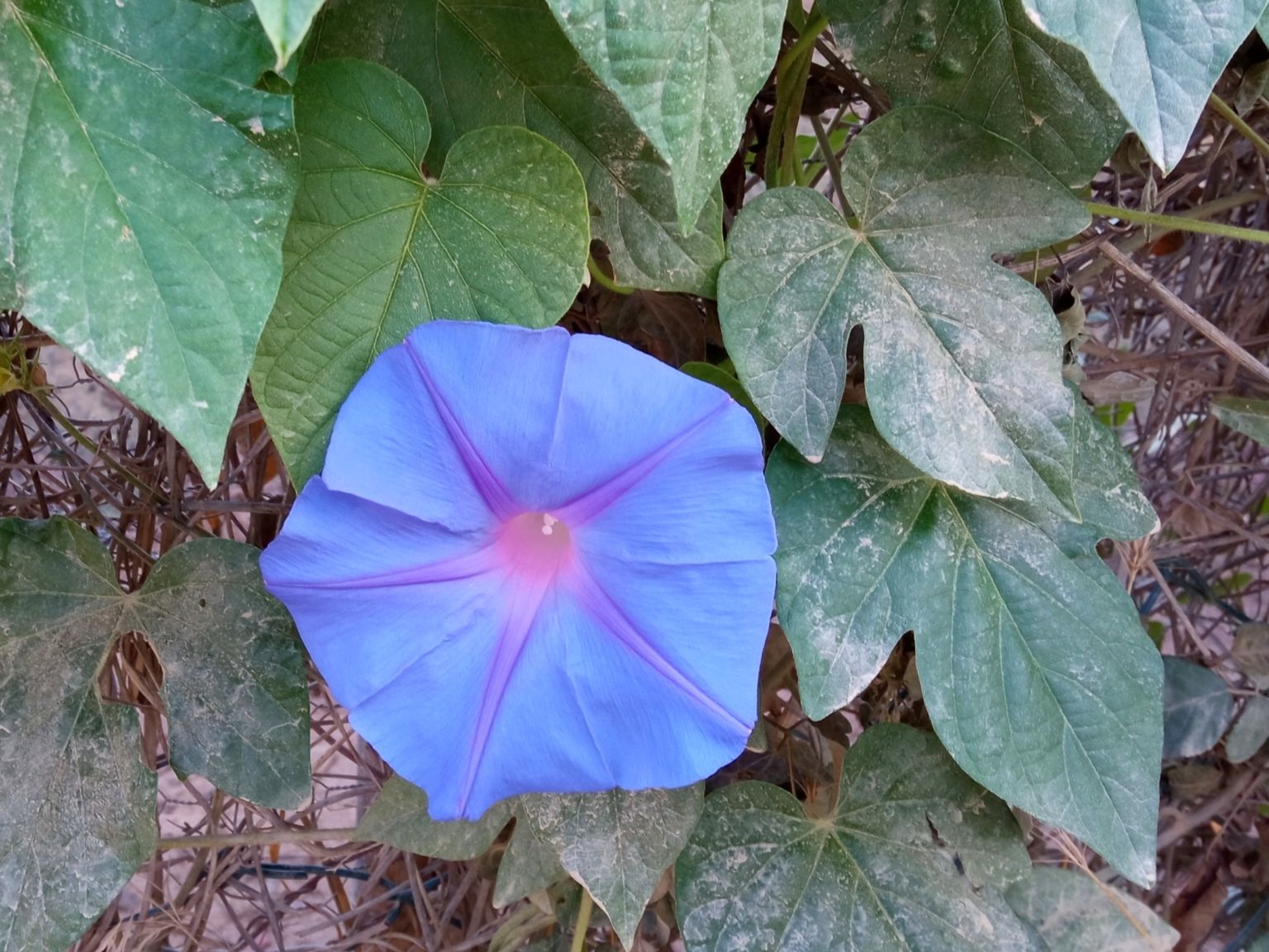 Ipomoea indica