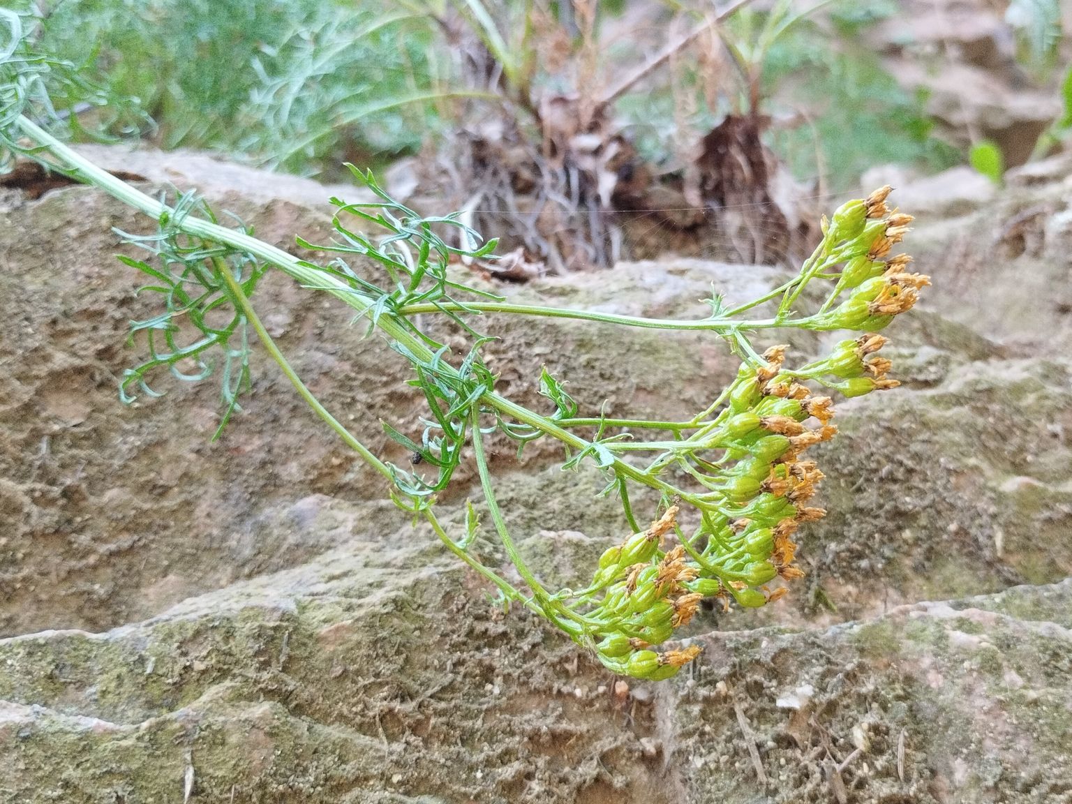Jacobaea adonidifolia