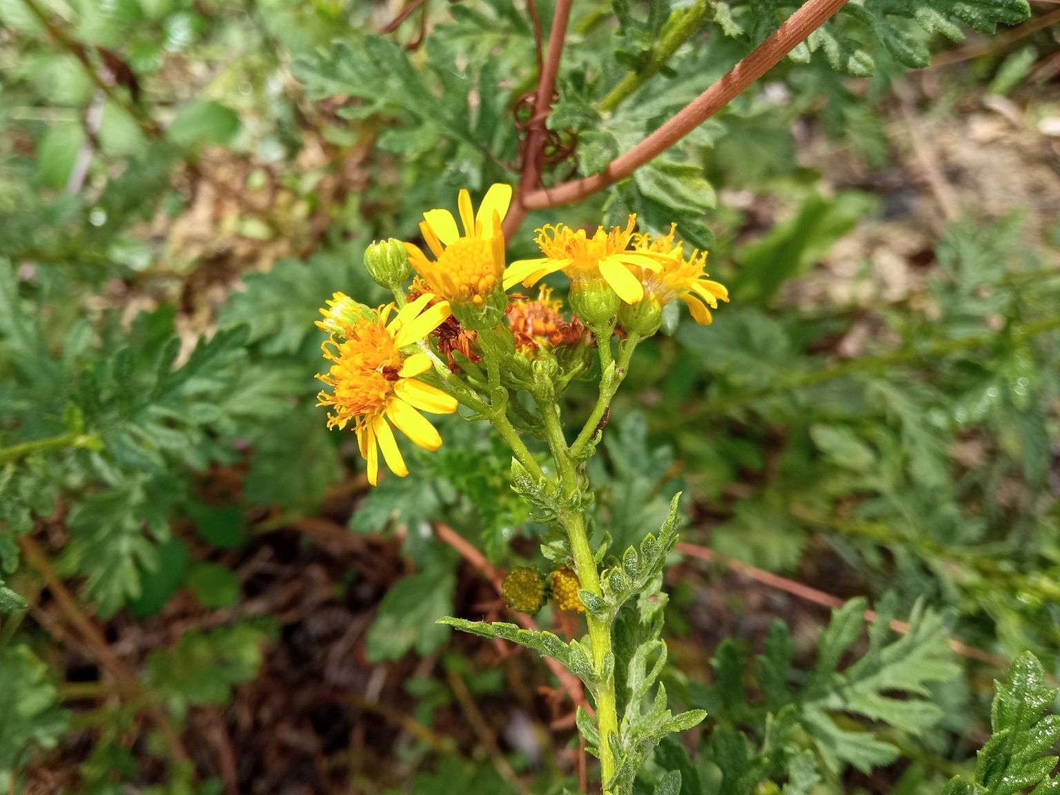 Jacobaea erucifolia erucifolia