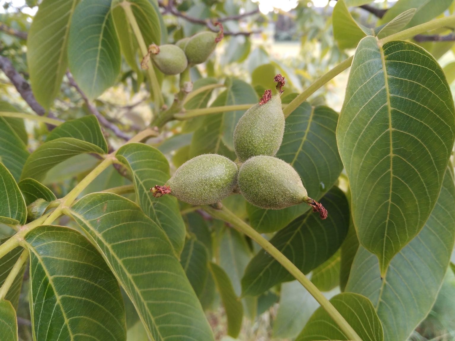 Juglans regia