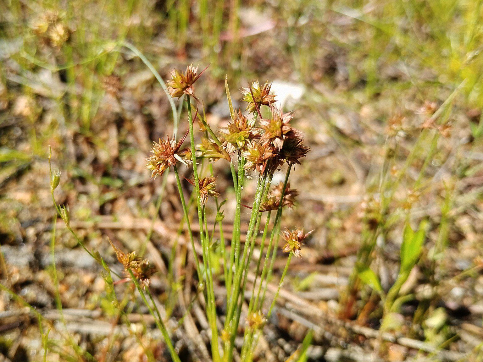 Juncus capitatus