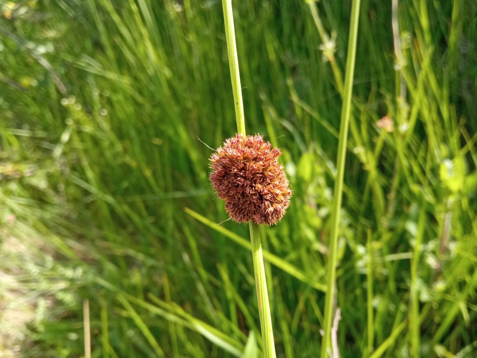 Juncus conglomeratus