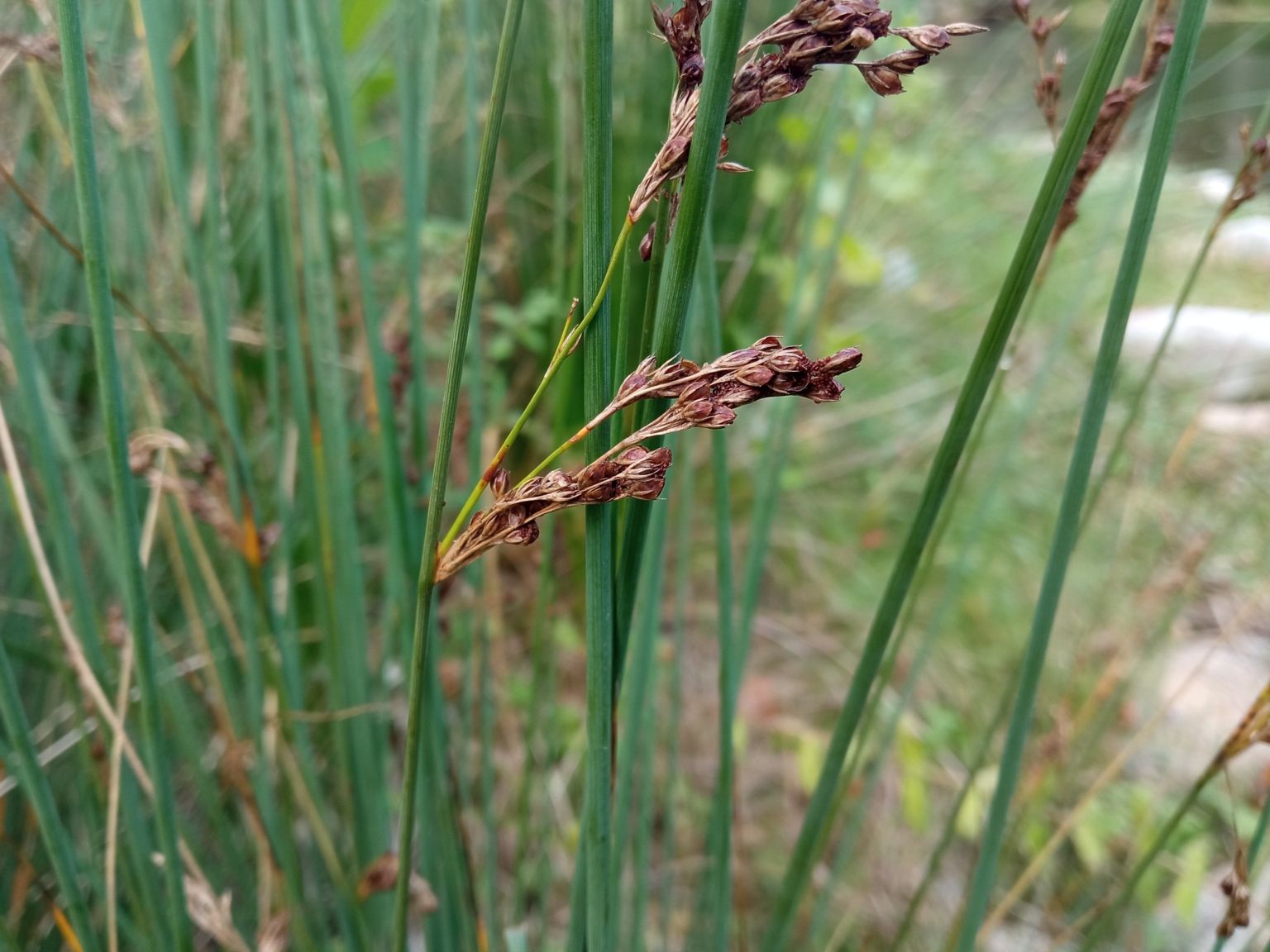 Juncus inflexus inflexus