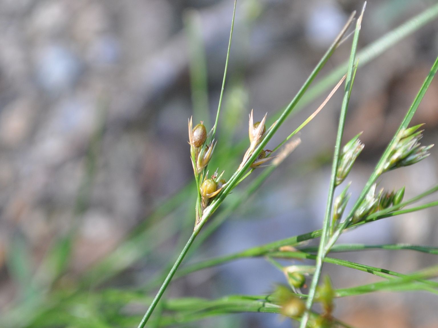 Juncus tenuis