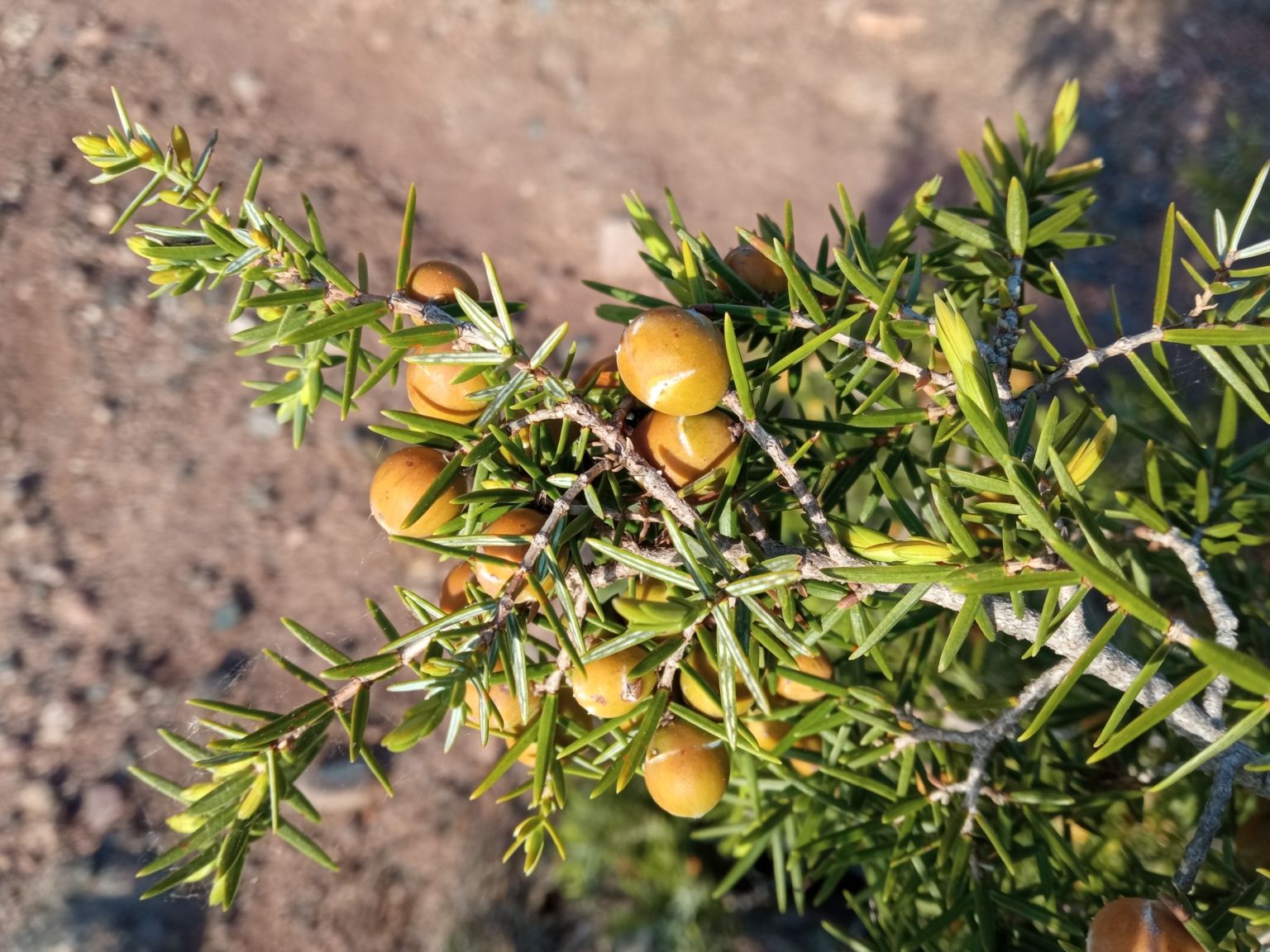 Juniperus oxycedrus